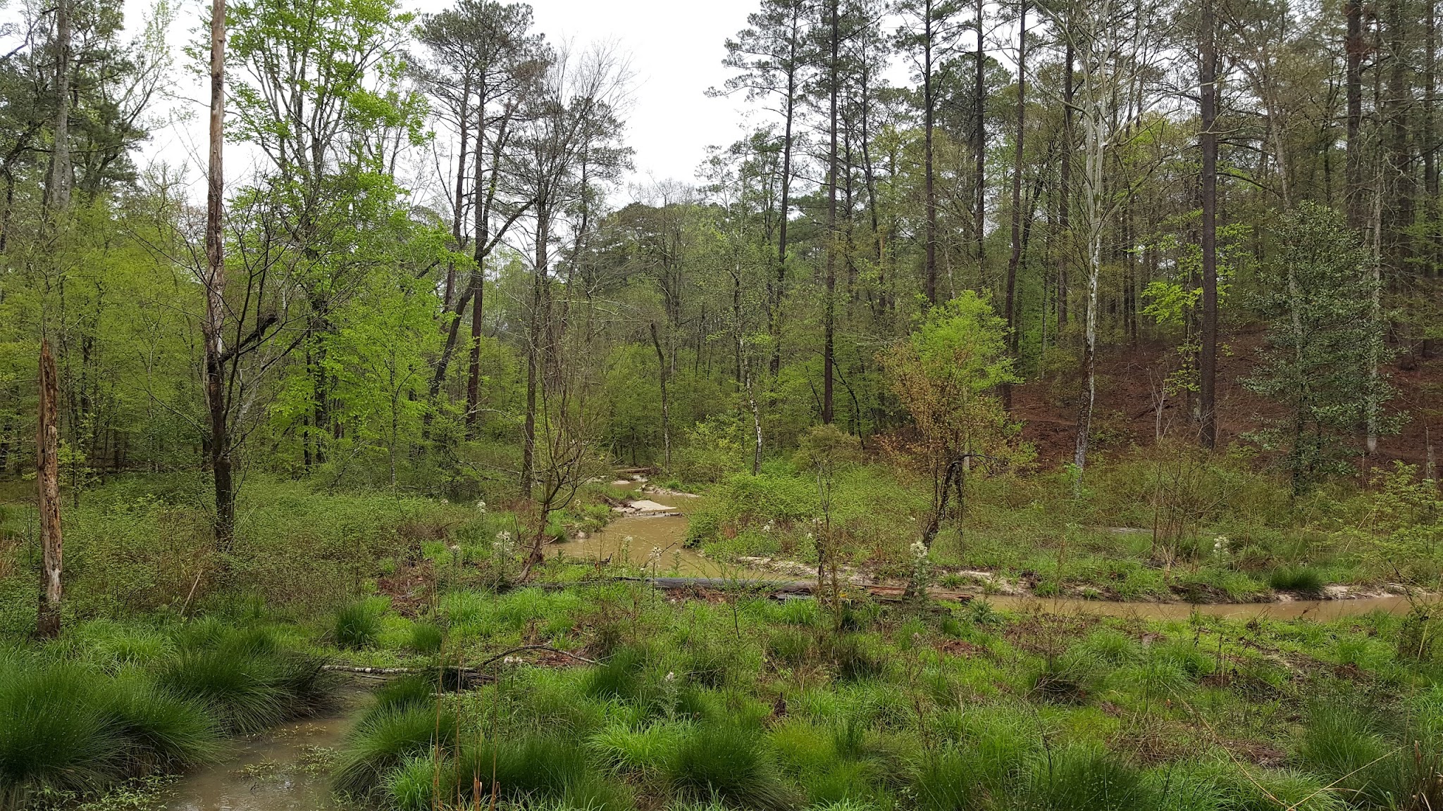 Clear Springs Recreation Area (Ms)