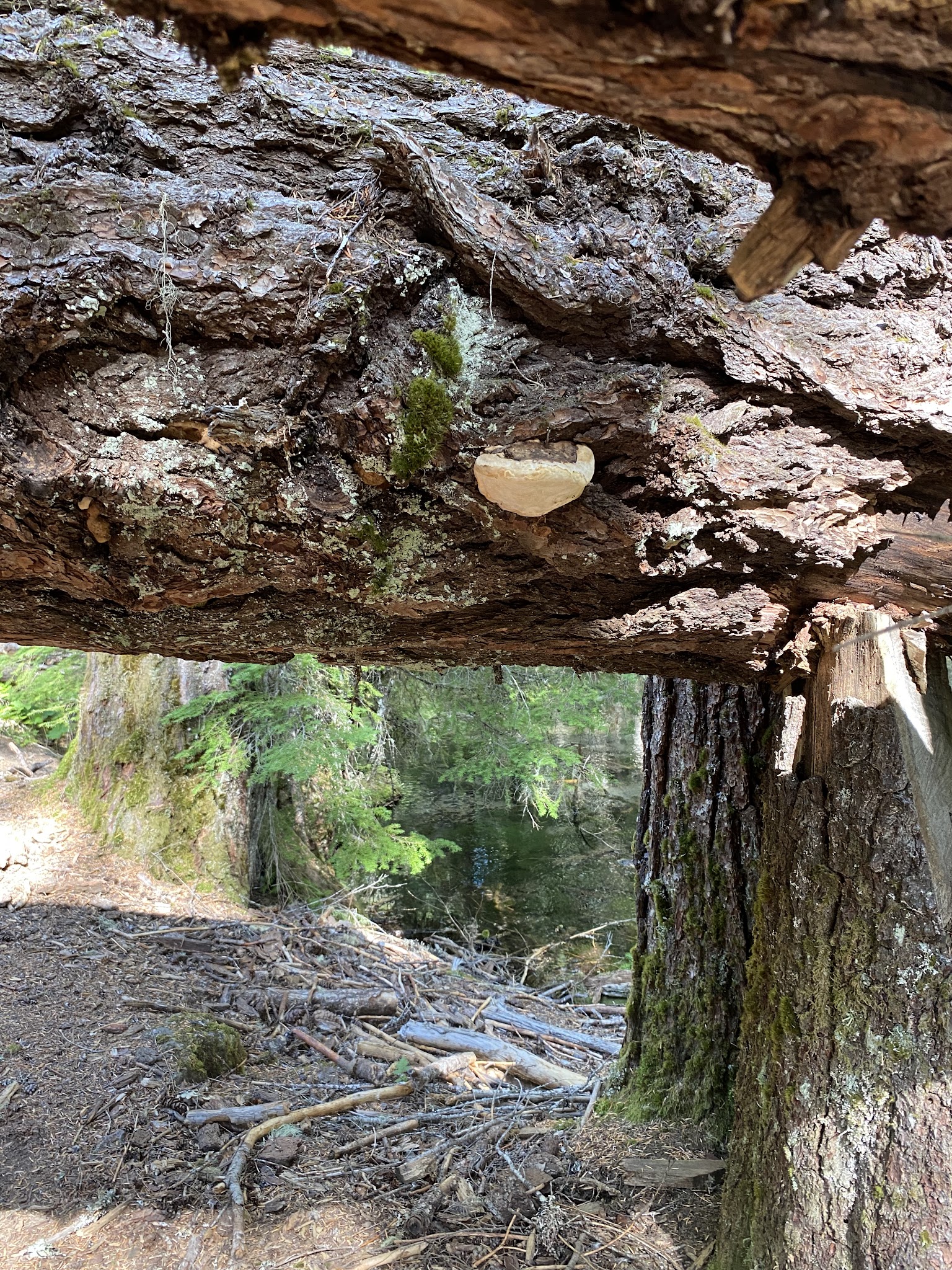 Clearwater Falls Campground