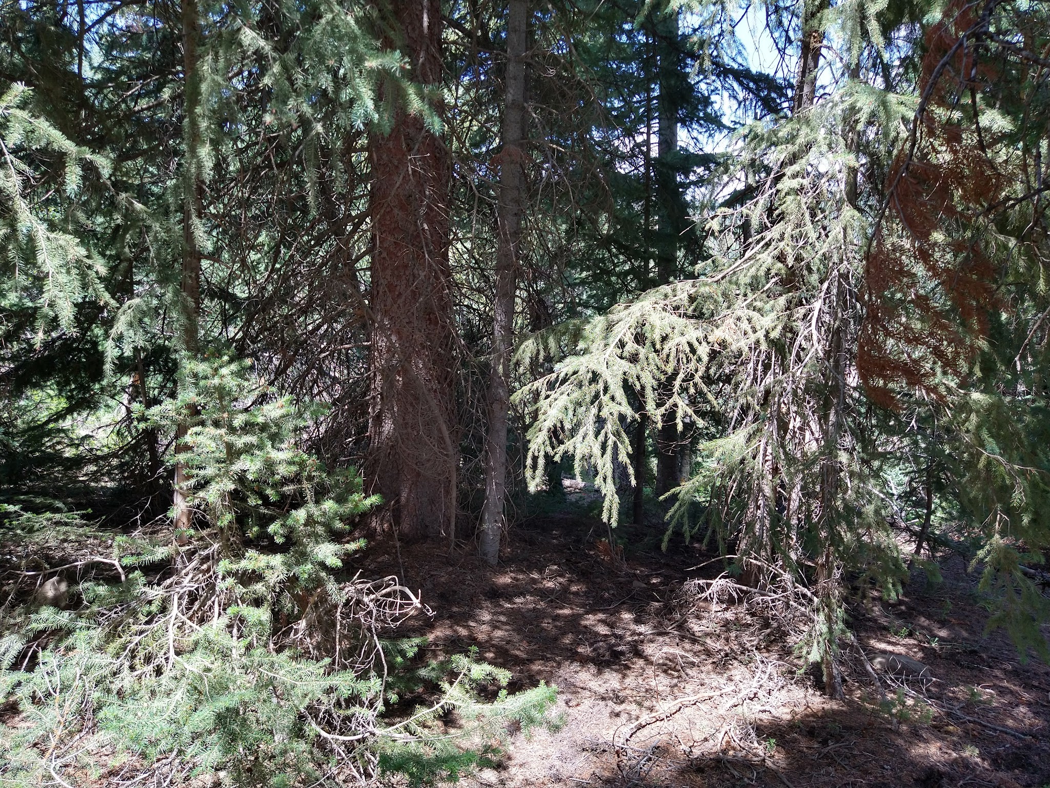 Cleveland Reservoir Campground