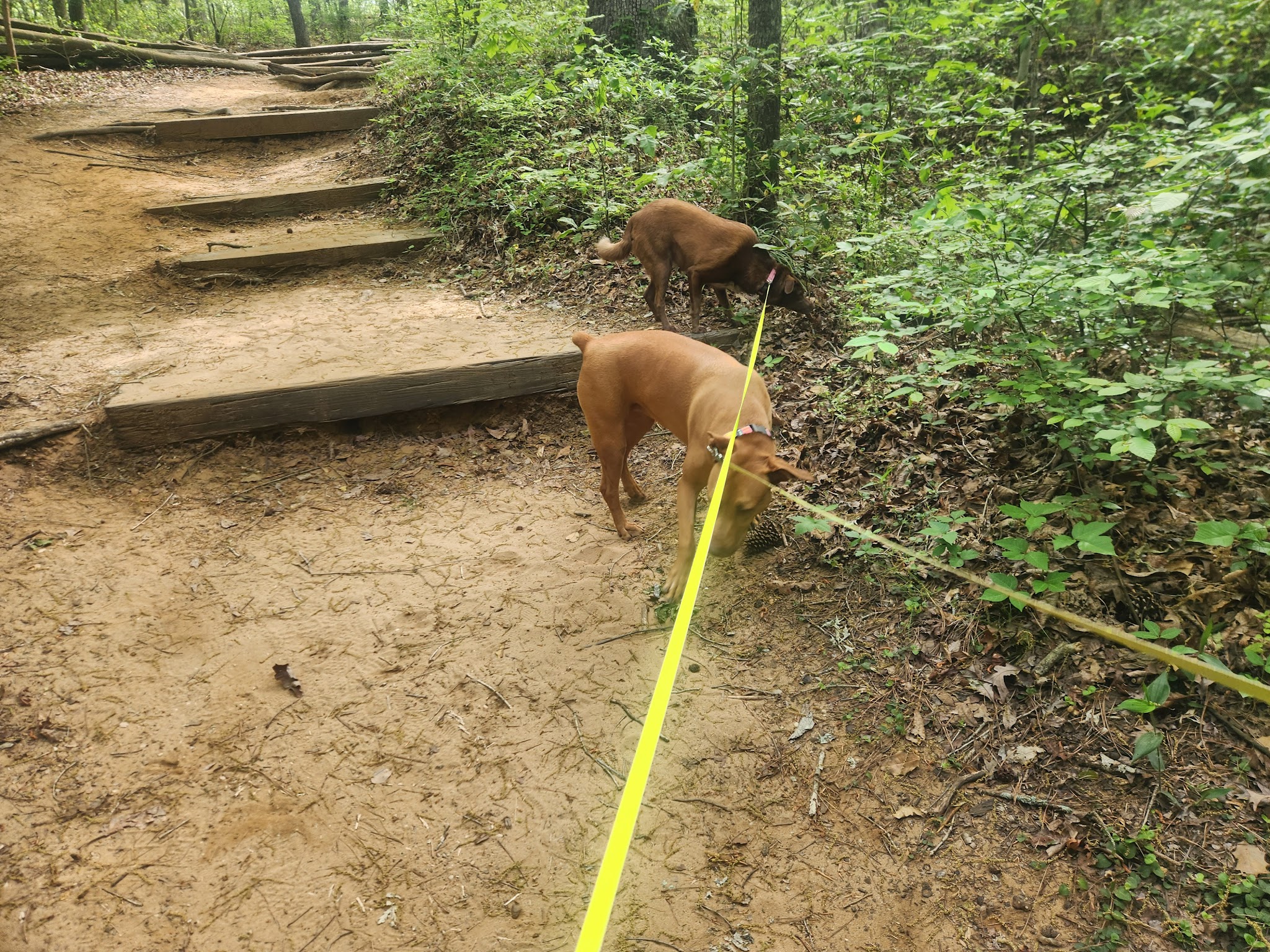 Cliffs Of The Neuse State Park