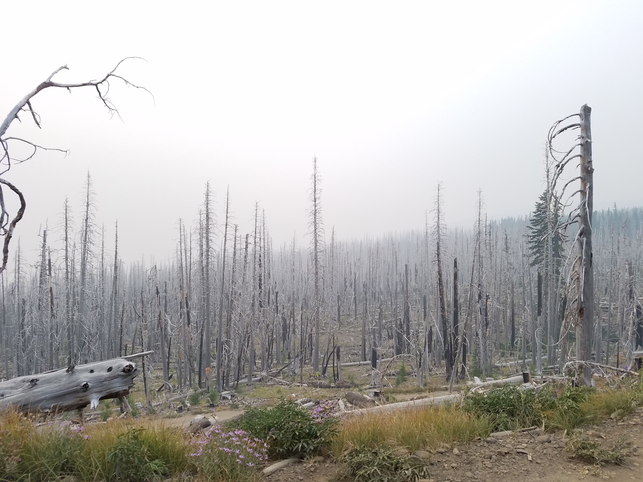 Cloud Cap Saddle Campground/Day Use