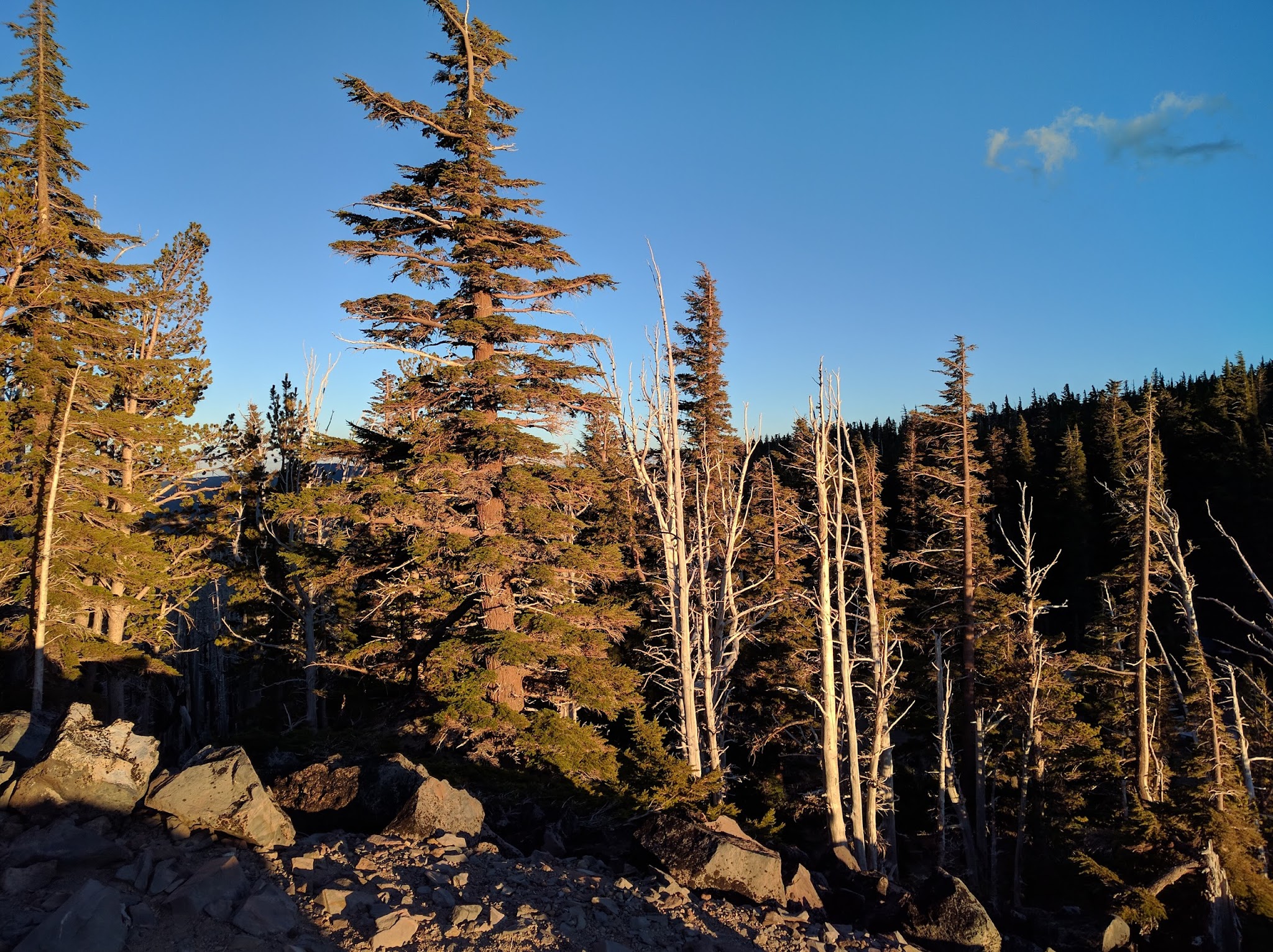 Cloud Cap Saddle Campground/Day Use
