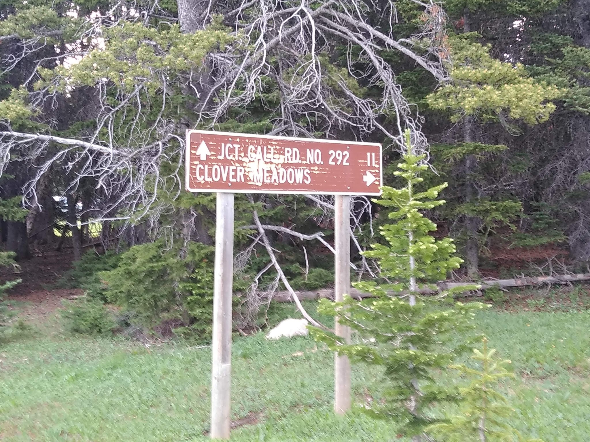 Clover Meadows Dispersed Camping And Picnic Area