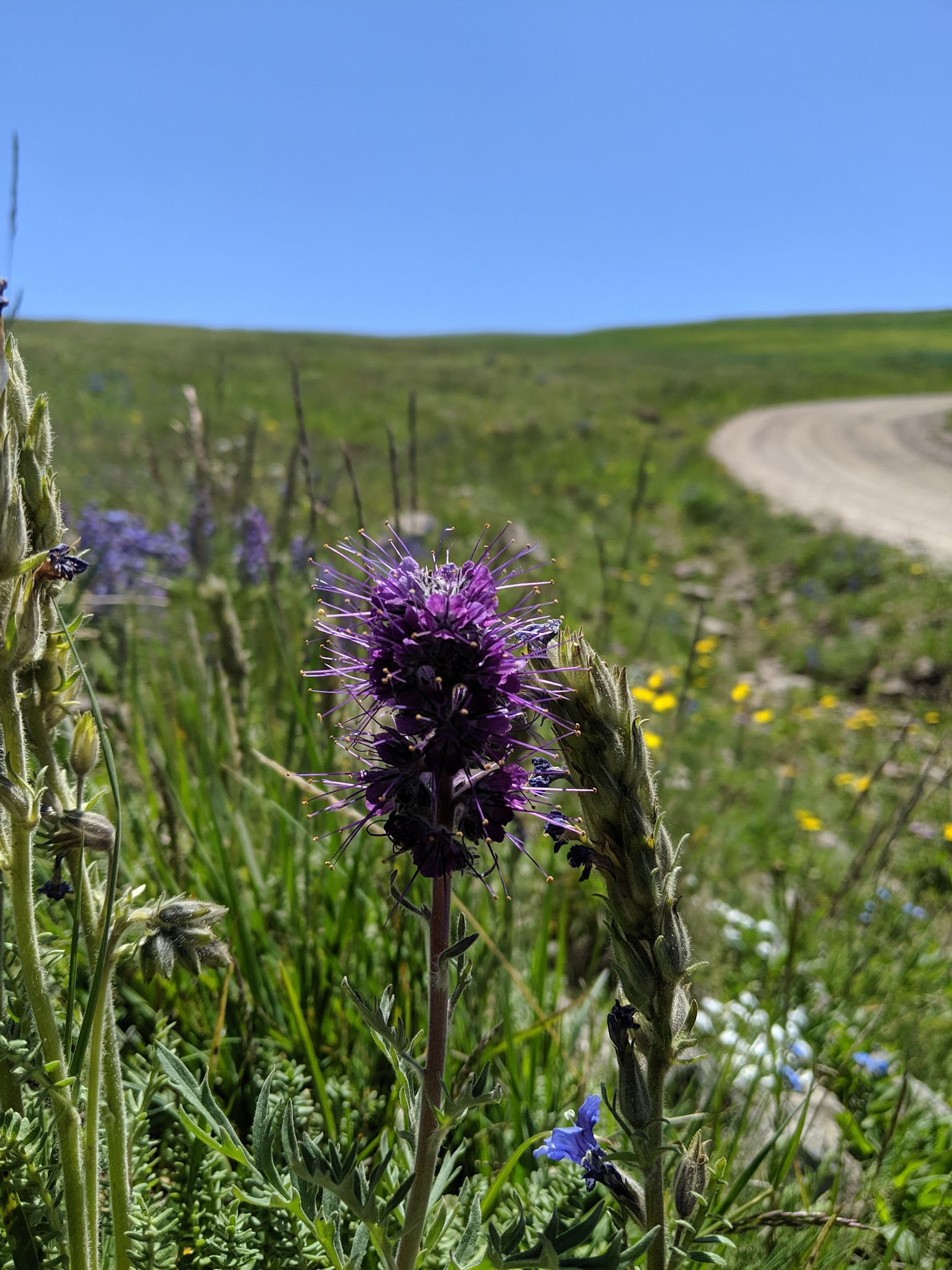 Clover Meadows Dispersed Camping And Picnic Area