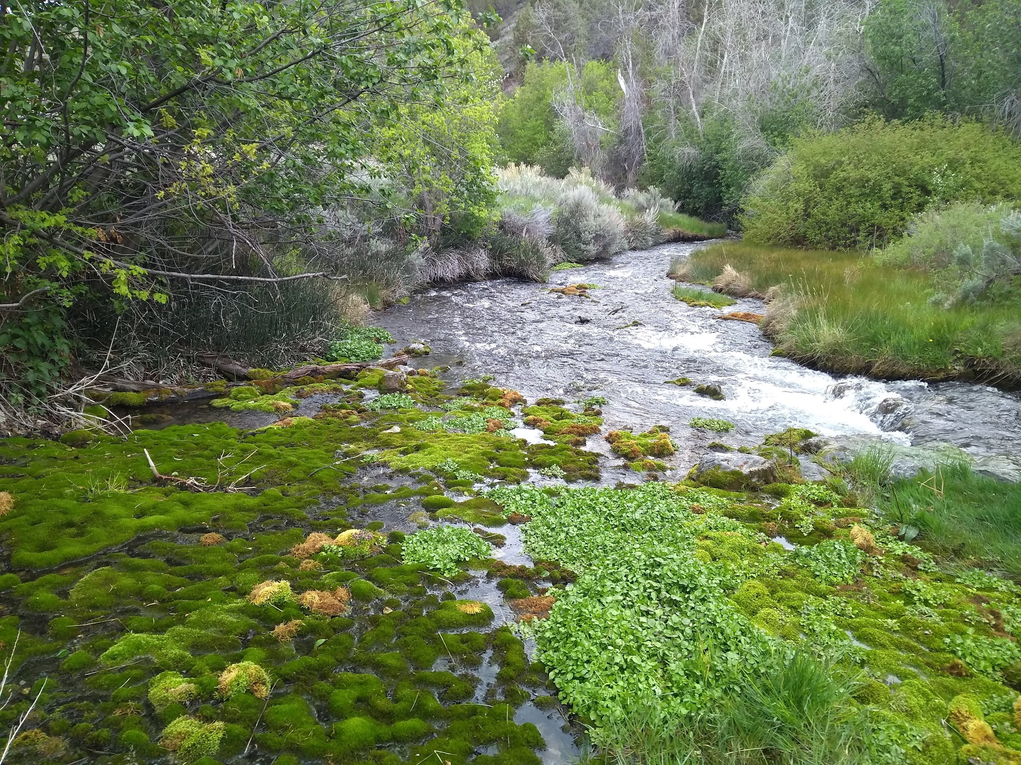 Clover Spring Campground