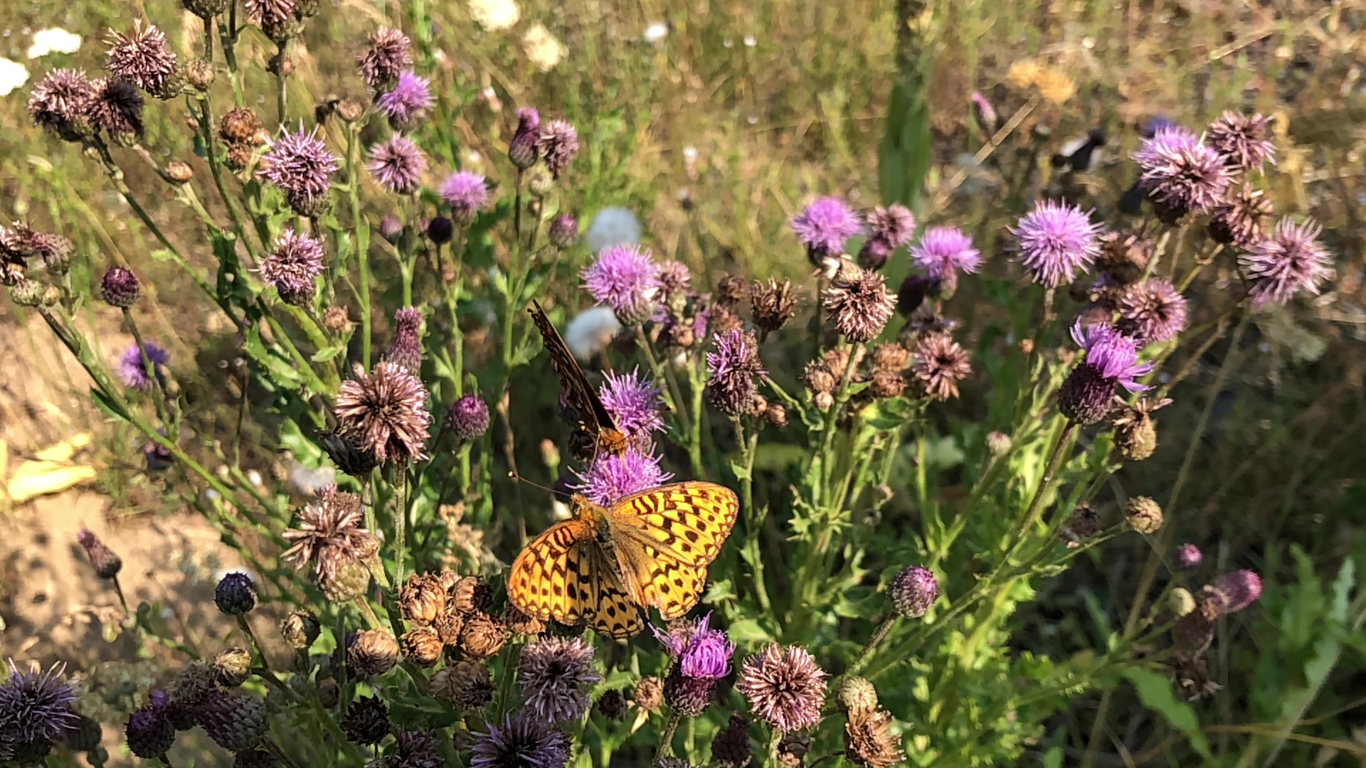 Coalmine Hill Campground