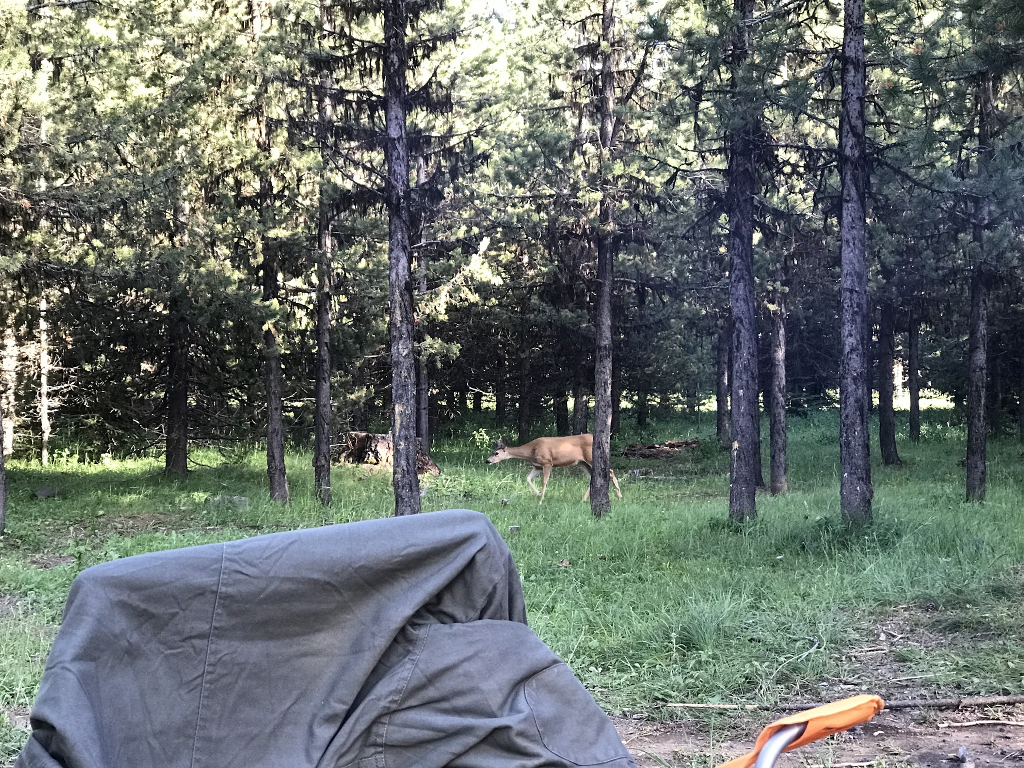 Coalmine Hill Campground