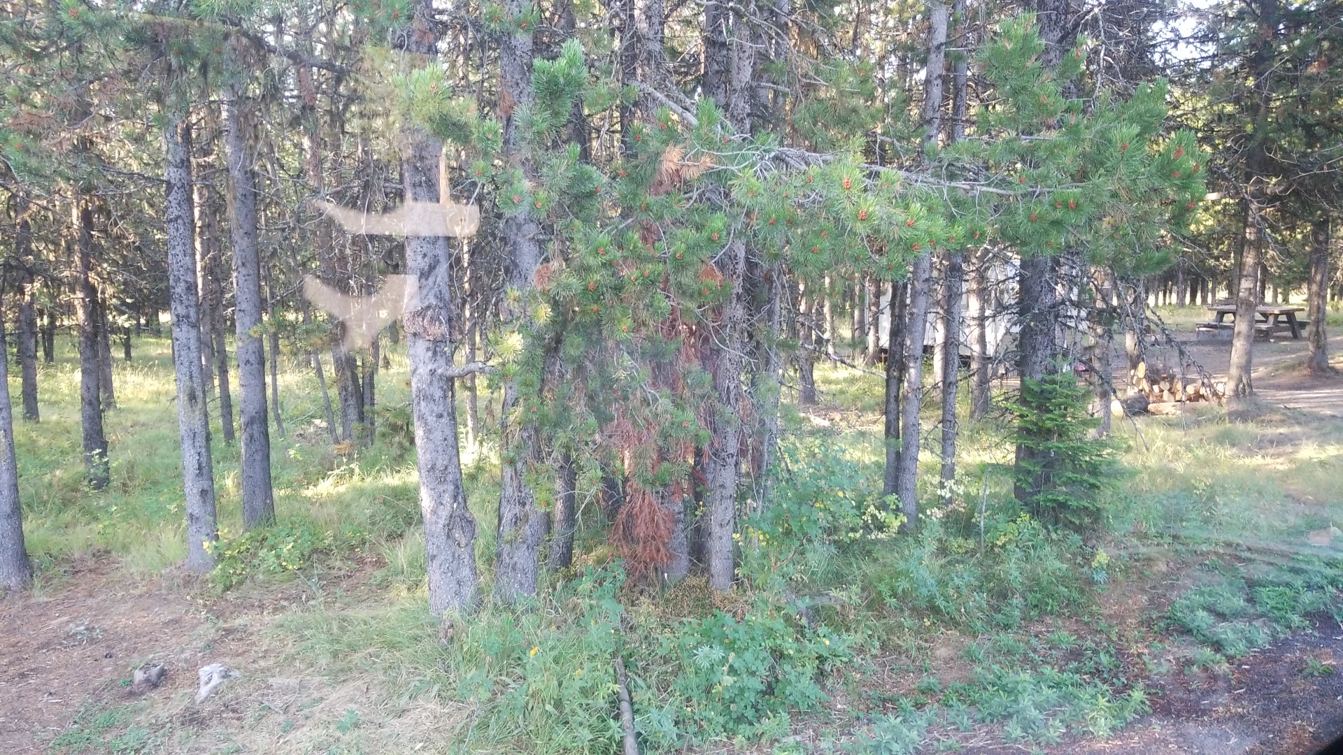 Coalmine Hill Campground