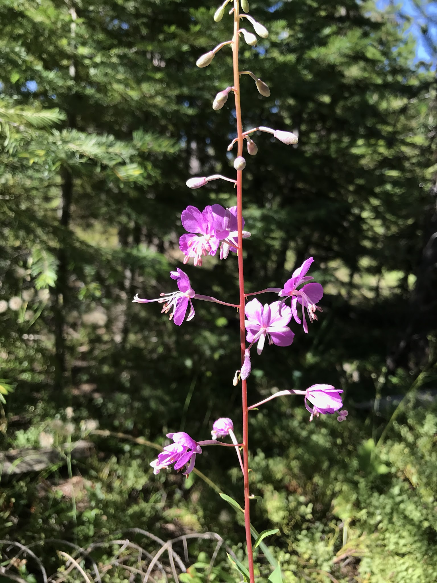 Coalmine Hill Campground