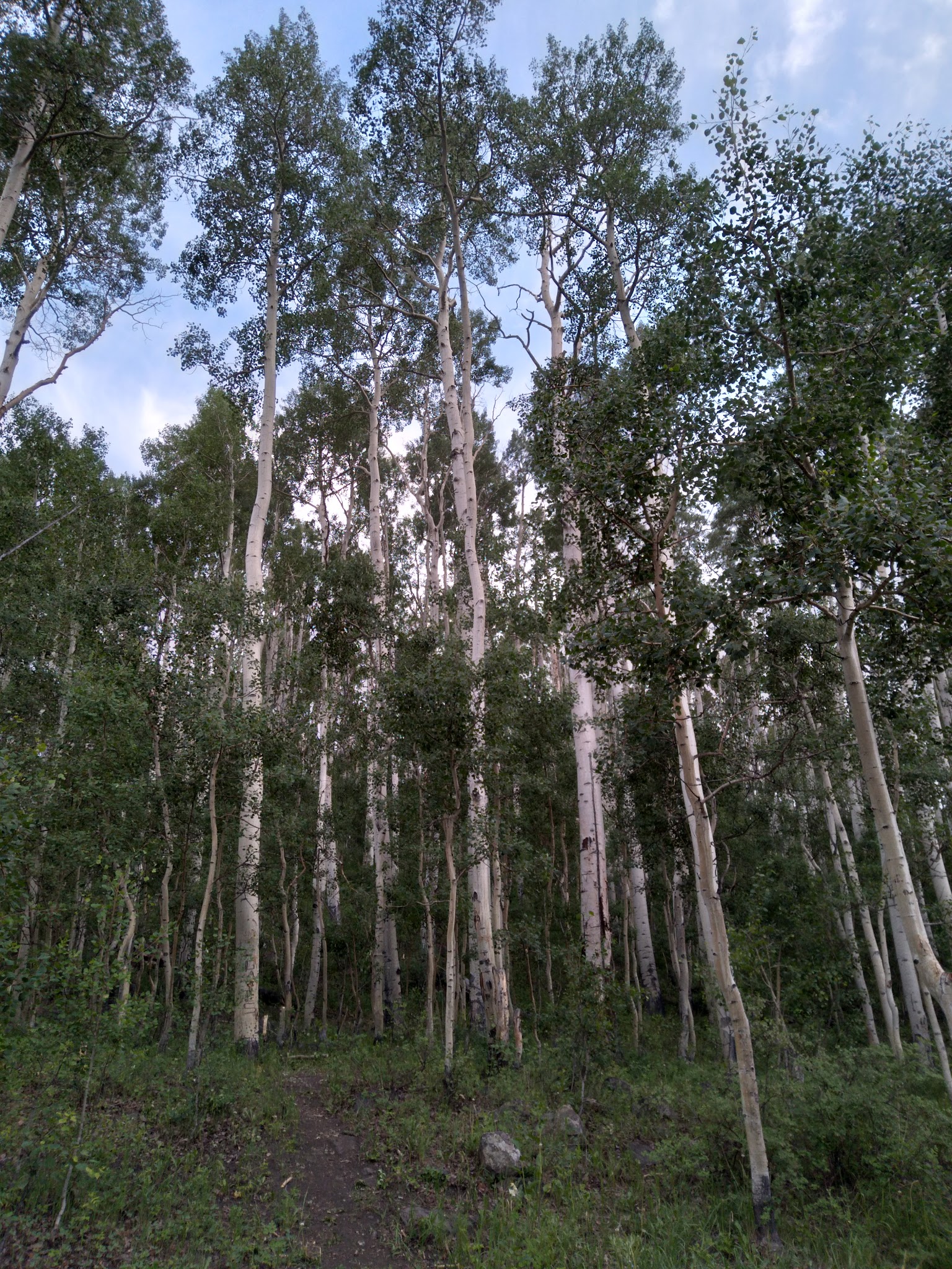 Harves River Cua Dispersed