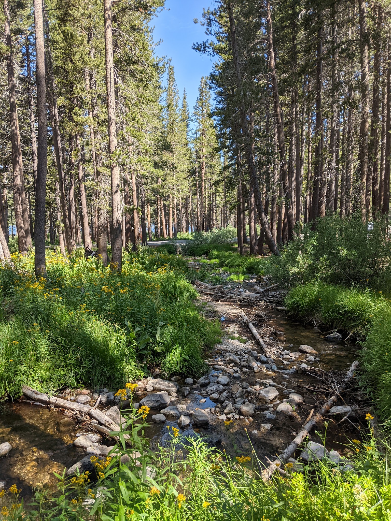 Coldwater Campground - Inyo Nf (Ca)