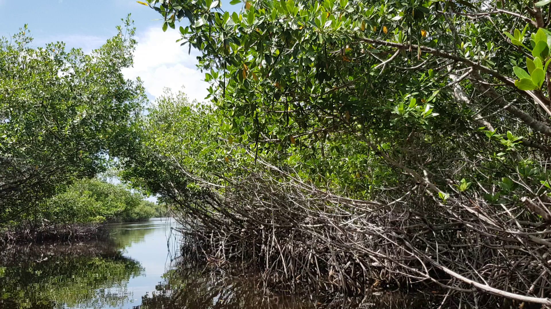 Collier-Seminole State Park Campground