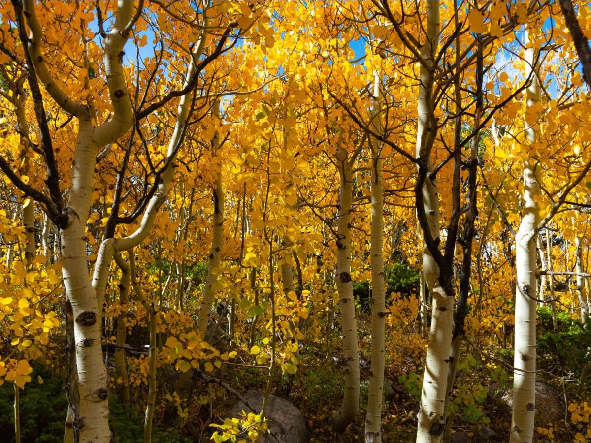 Golden Gate Canyon State Park