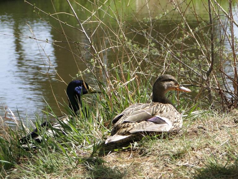 James M Robb-Colorado River State Park-Island Acres Section