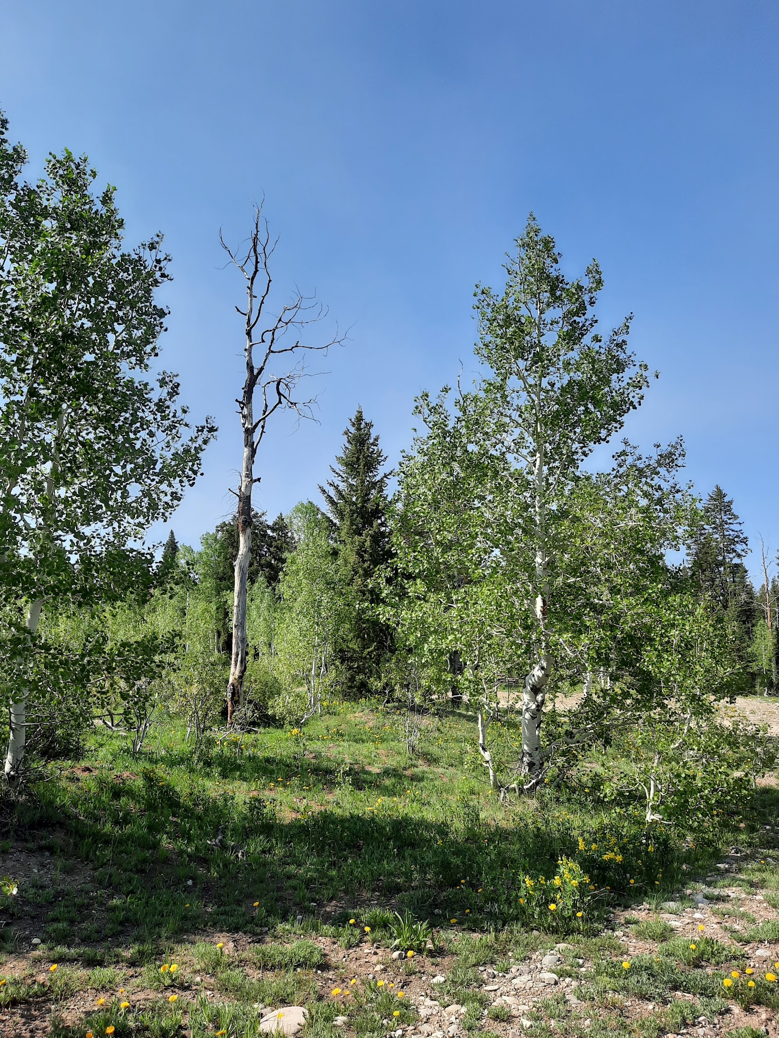 Columbine Campground - Ouray Rd