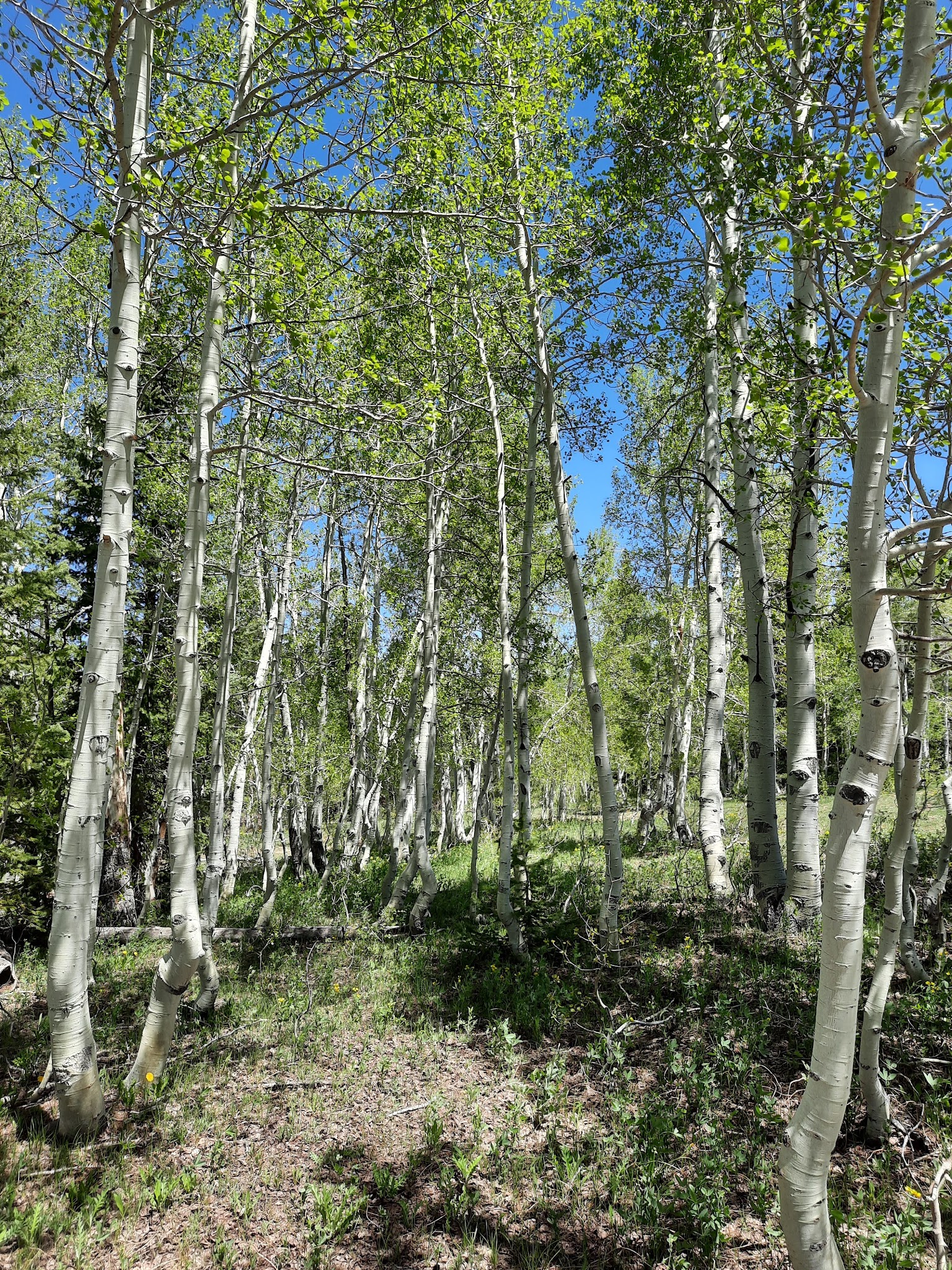 Columbine Campground - Ouray Rd
