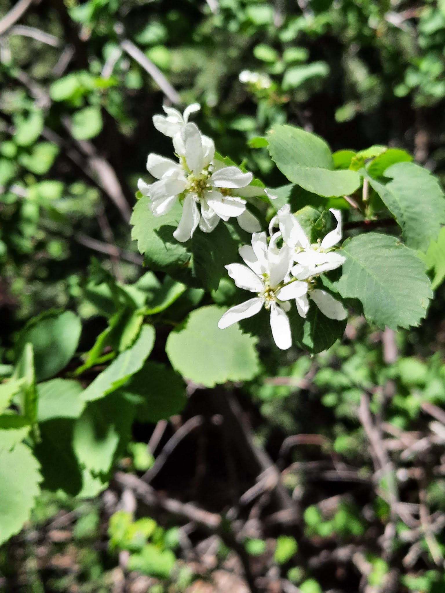 Columbine Campground - Ouray Rd