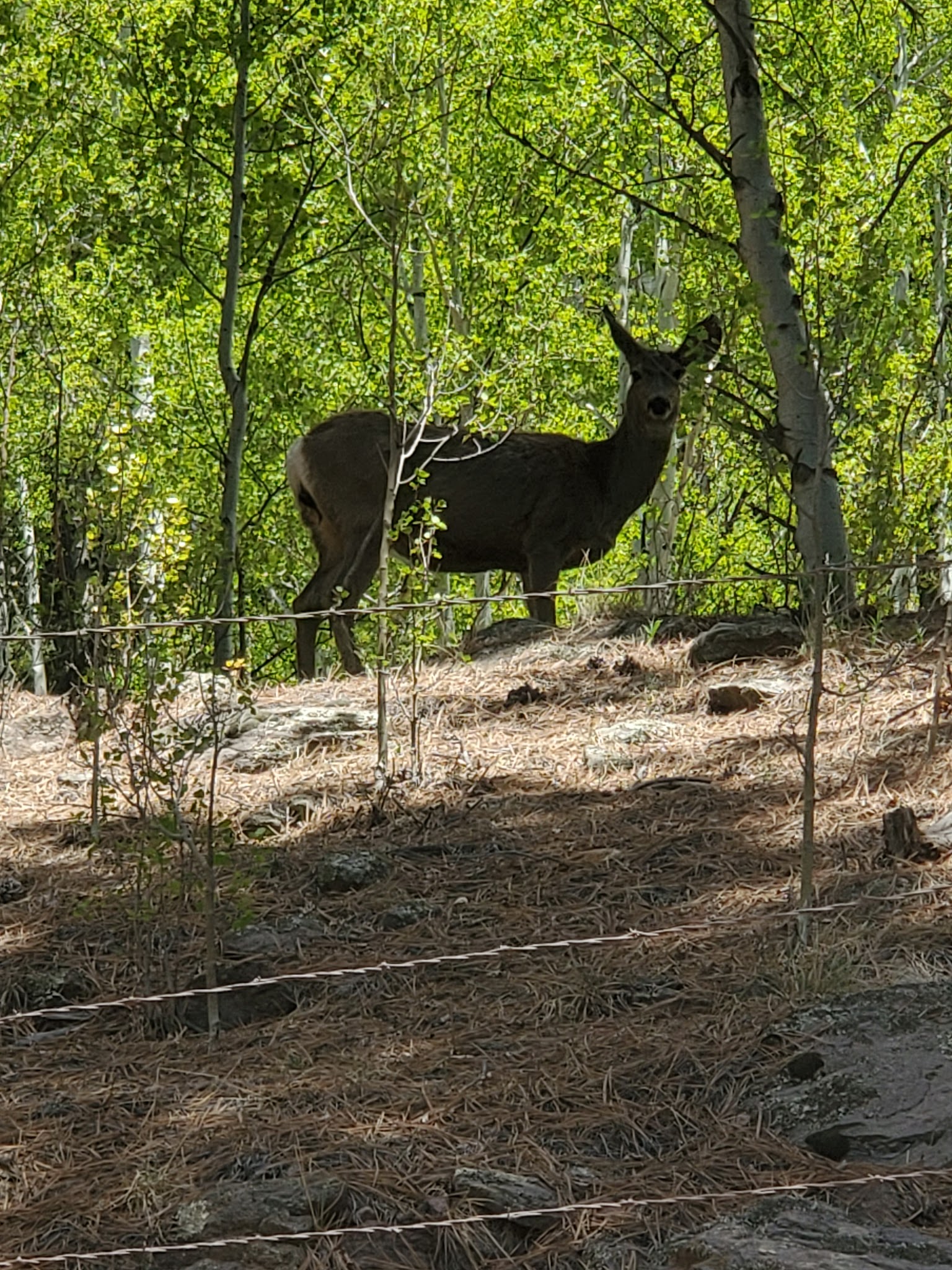 Conejos Campground