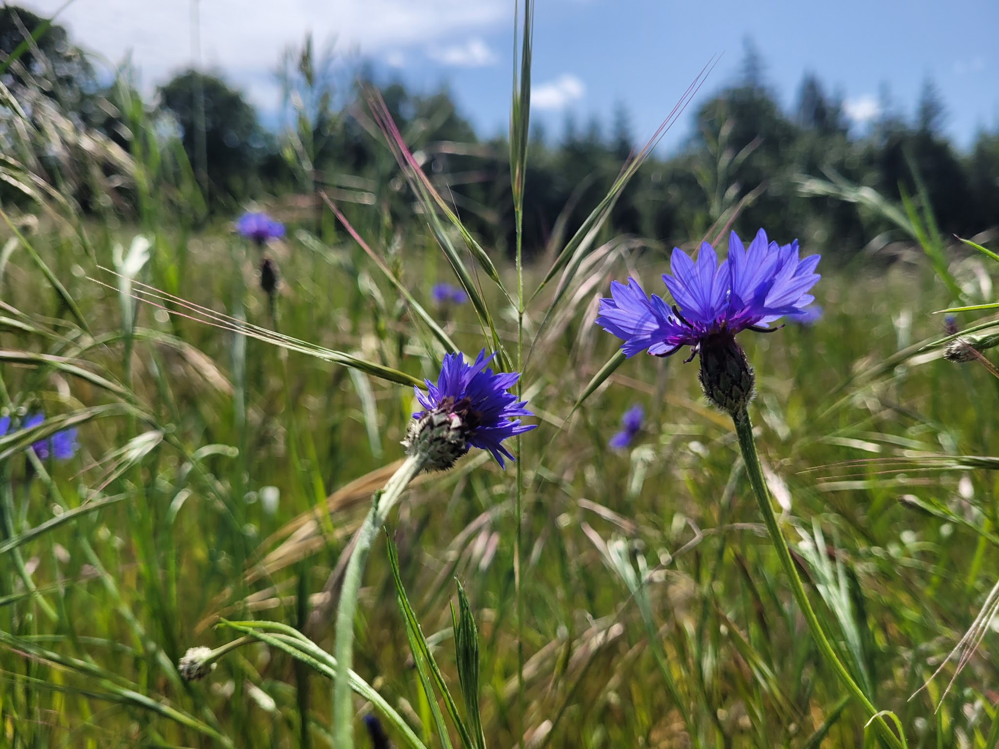 Cooper Mountain Nature Park Activities Campground