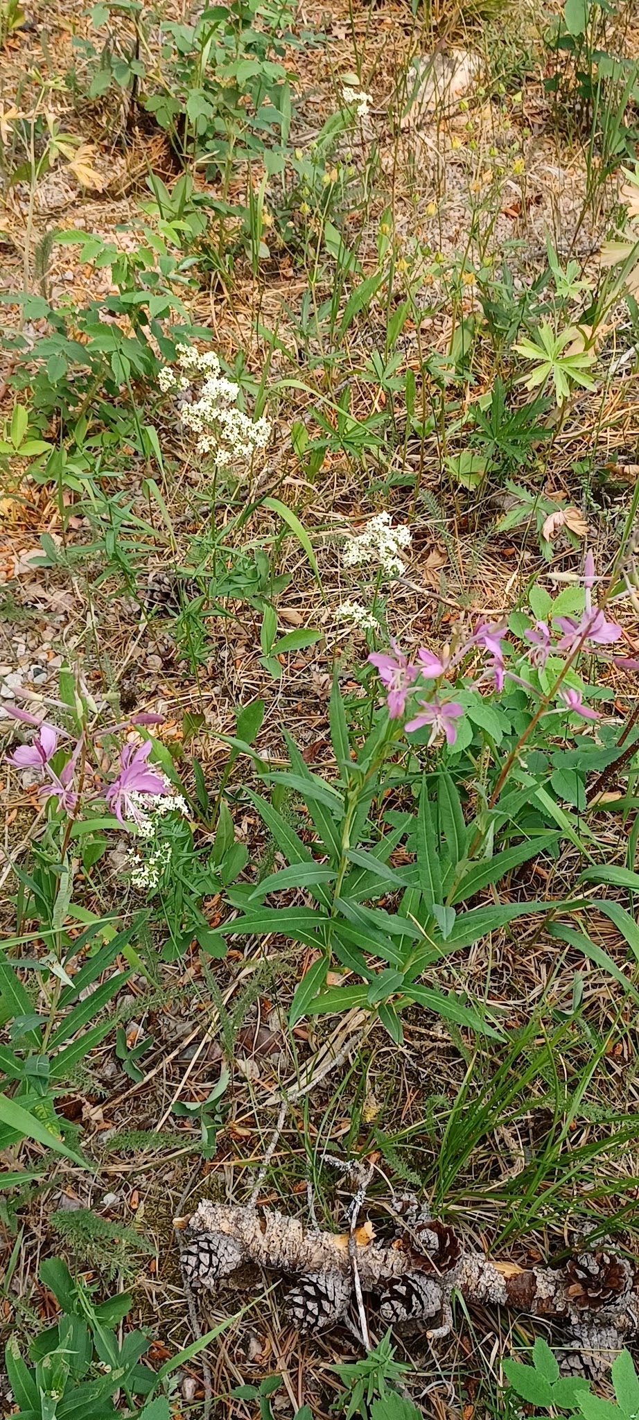 Copper Creek Campground