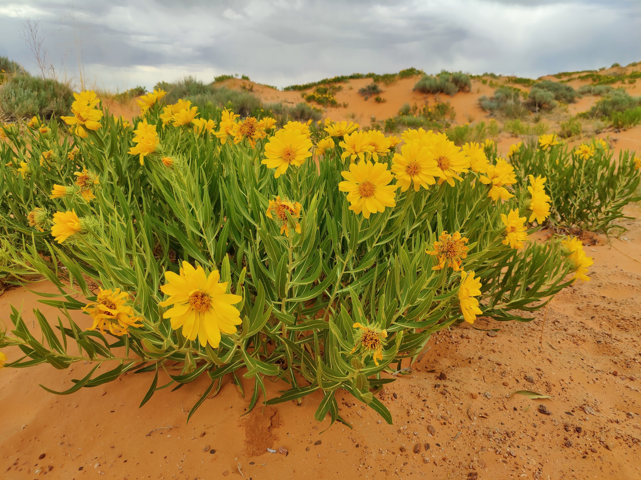 Coral Pink Sand Dunes State Park