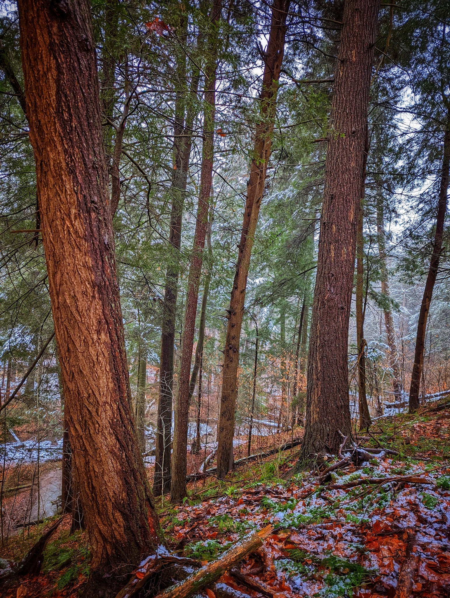 Cornplanter State Forest