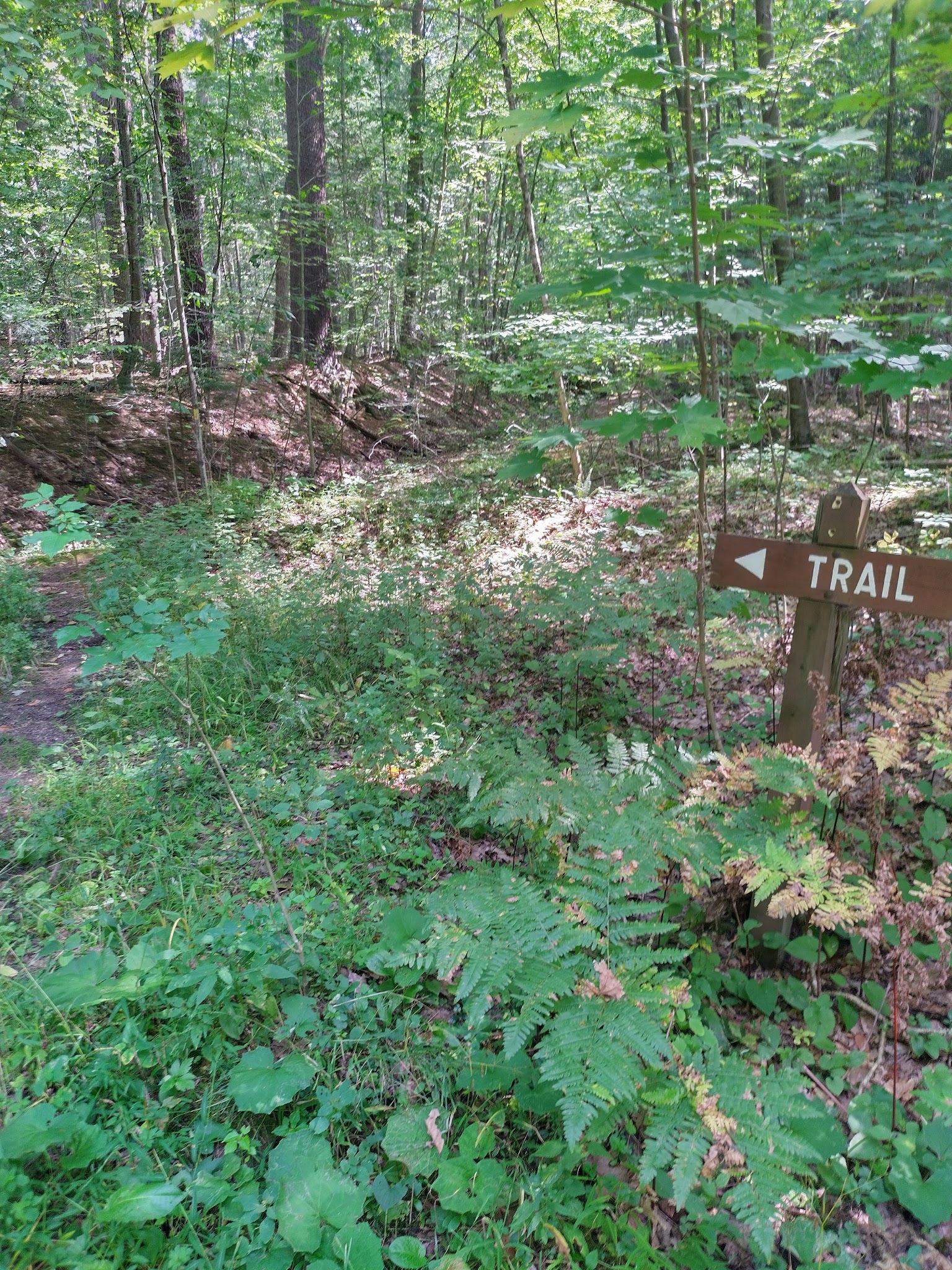 Cornplanter State Forest