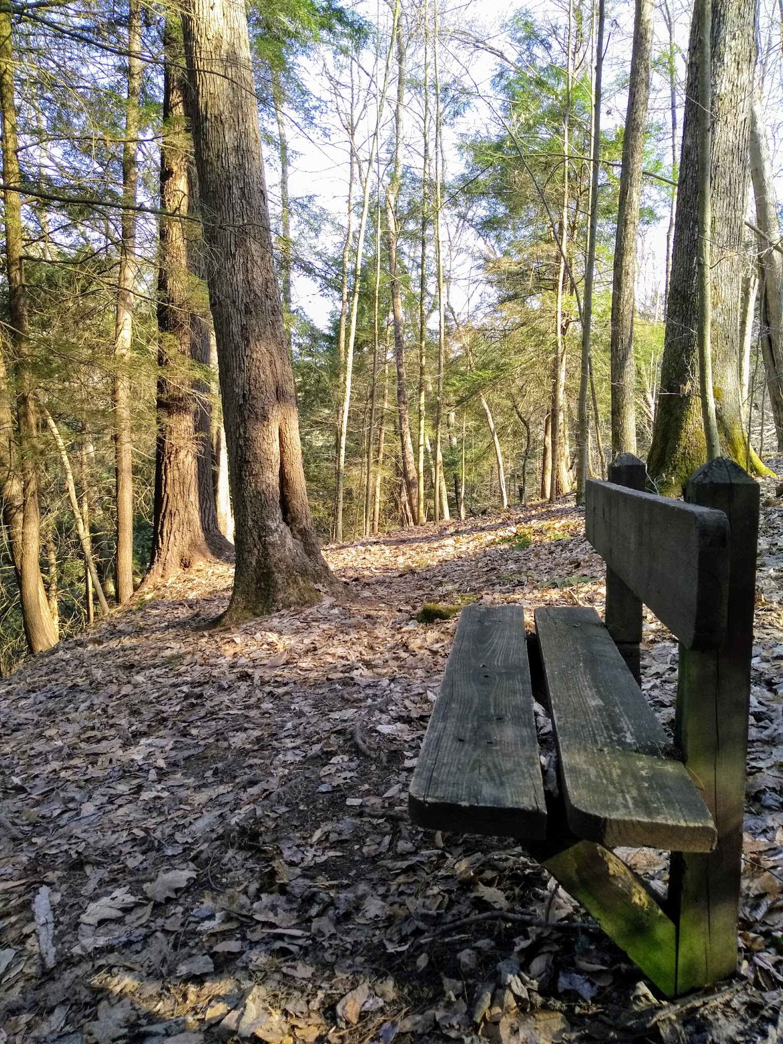 Cornplanter State Forest