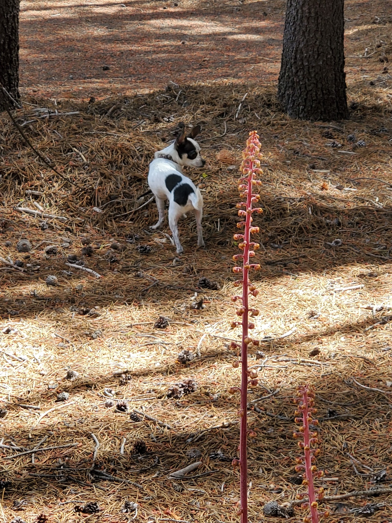 Corral Springs Campground