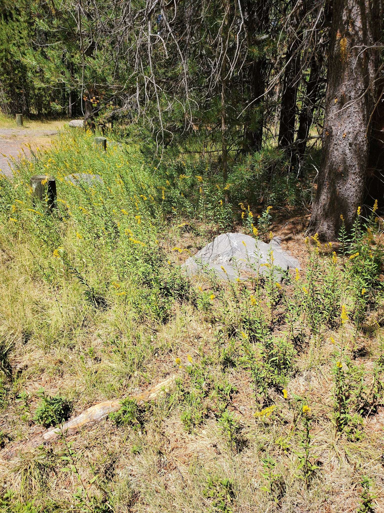 Corral Springs Campground