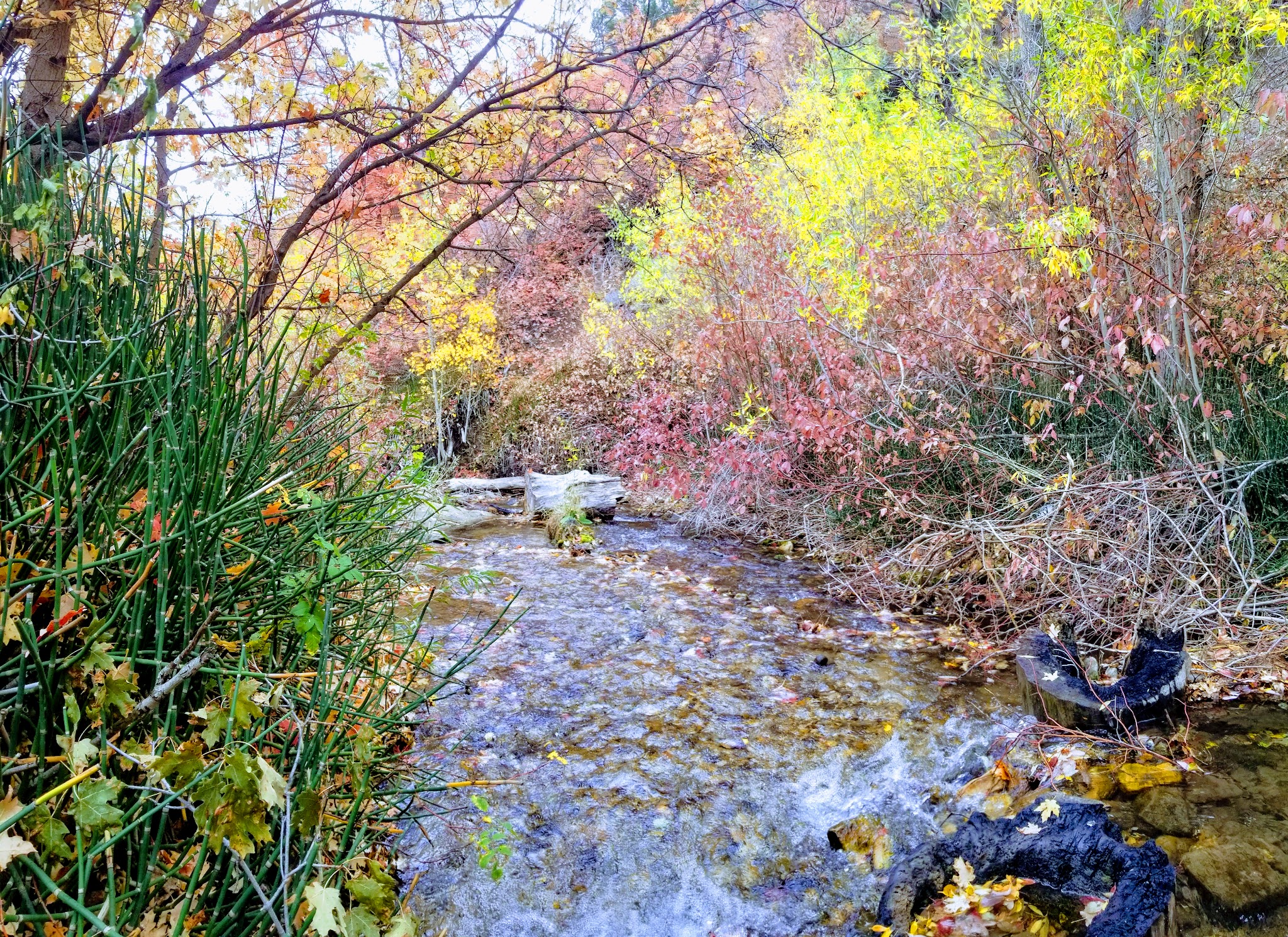 Cottonwood Campground - Slrd