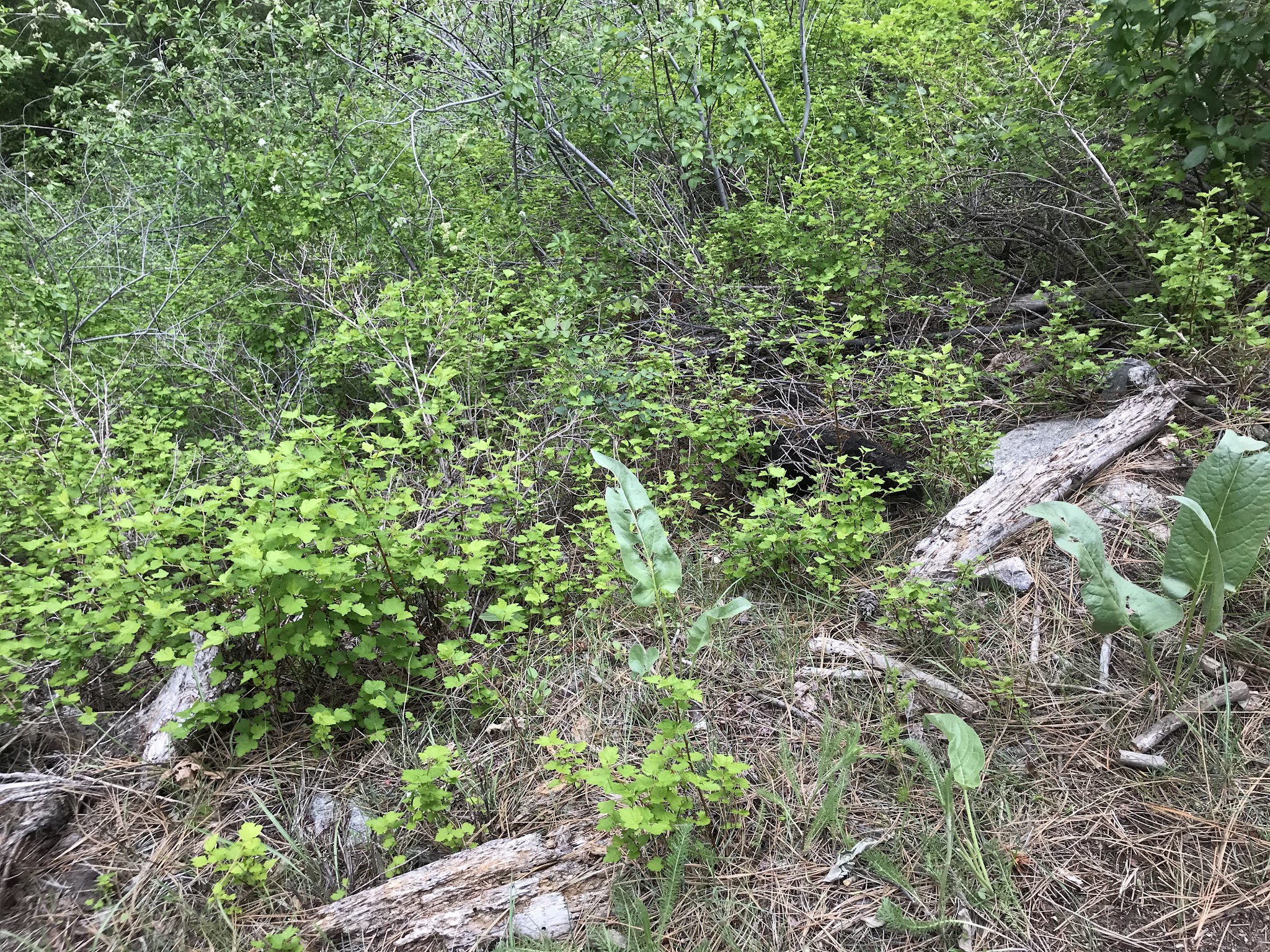 Cottonwood Campground