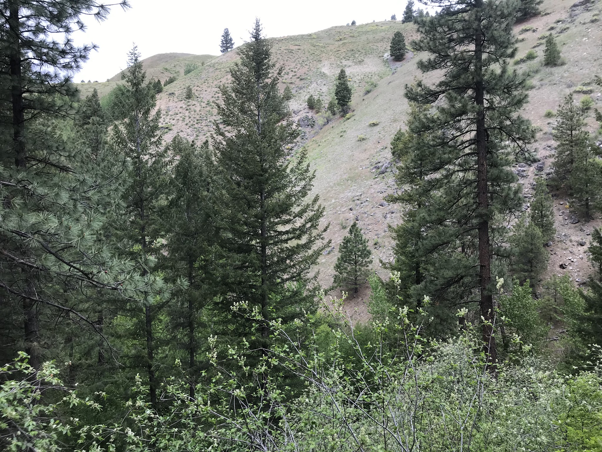 Cottonwood Campground