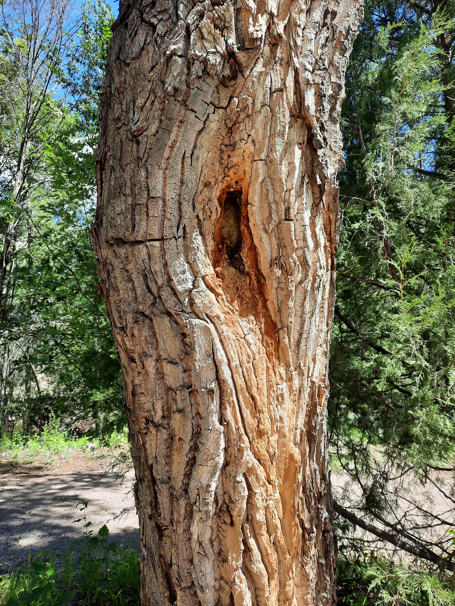 Cottonwood Campground