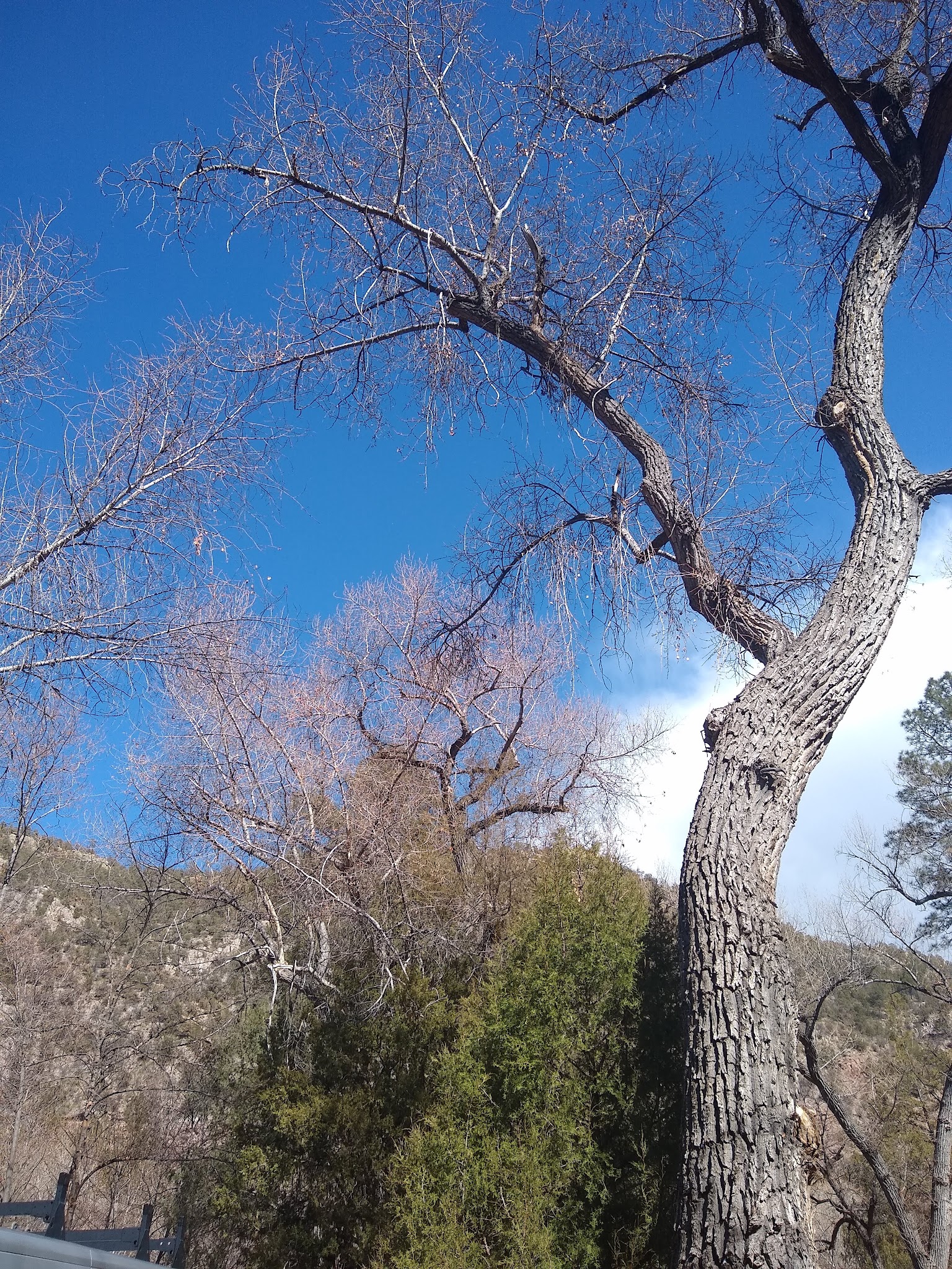 Cottonwood Campground