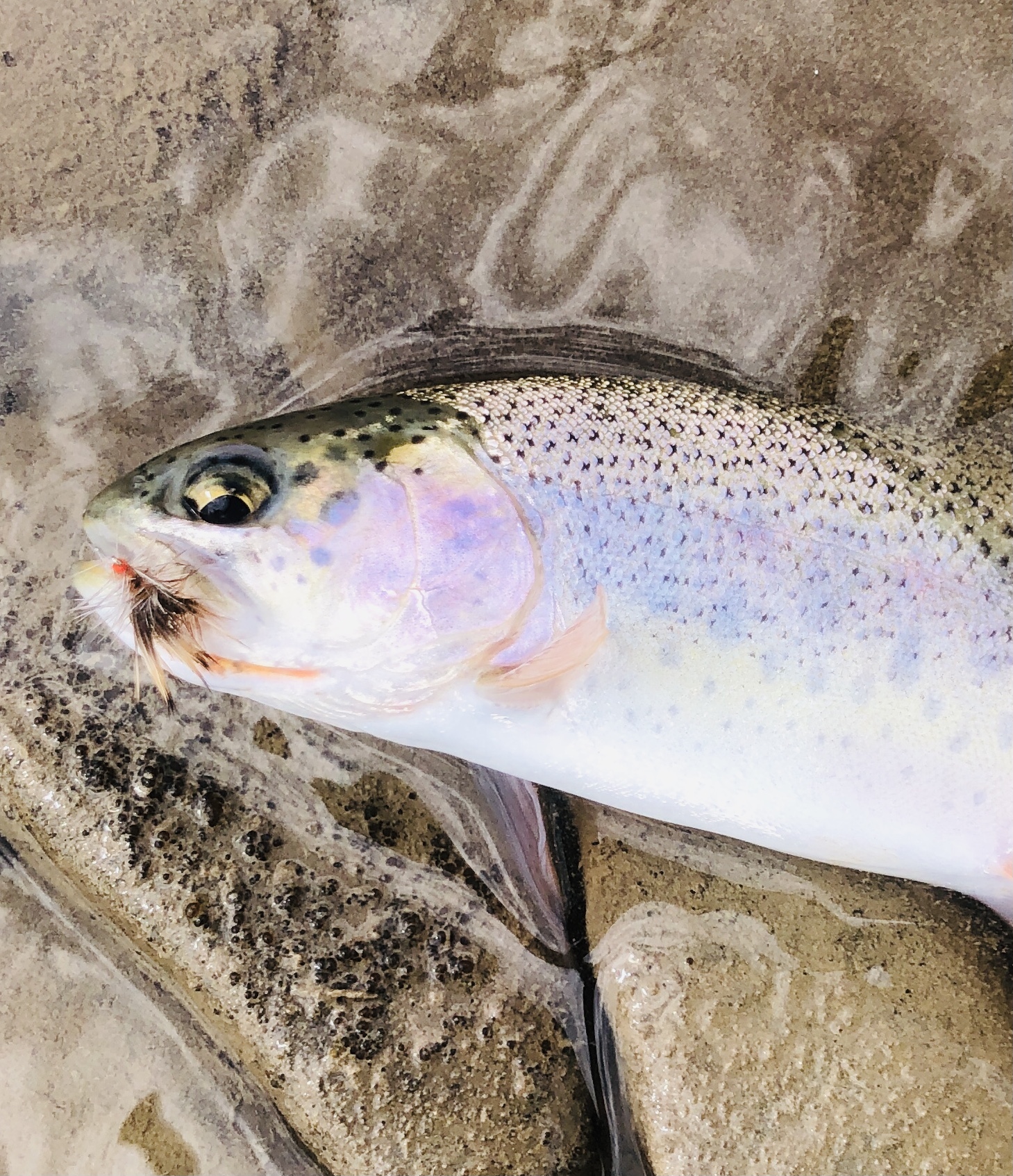 Cottonwood Campground