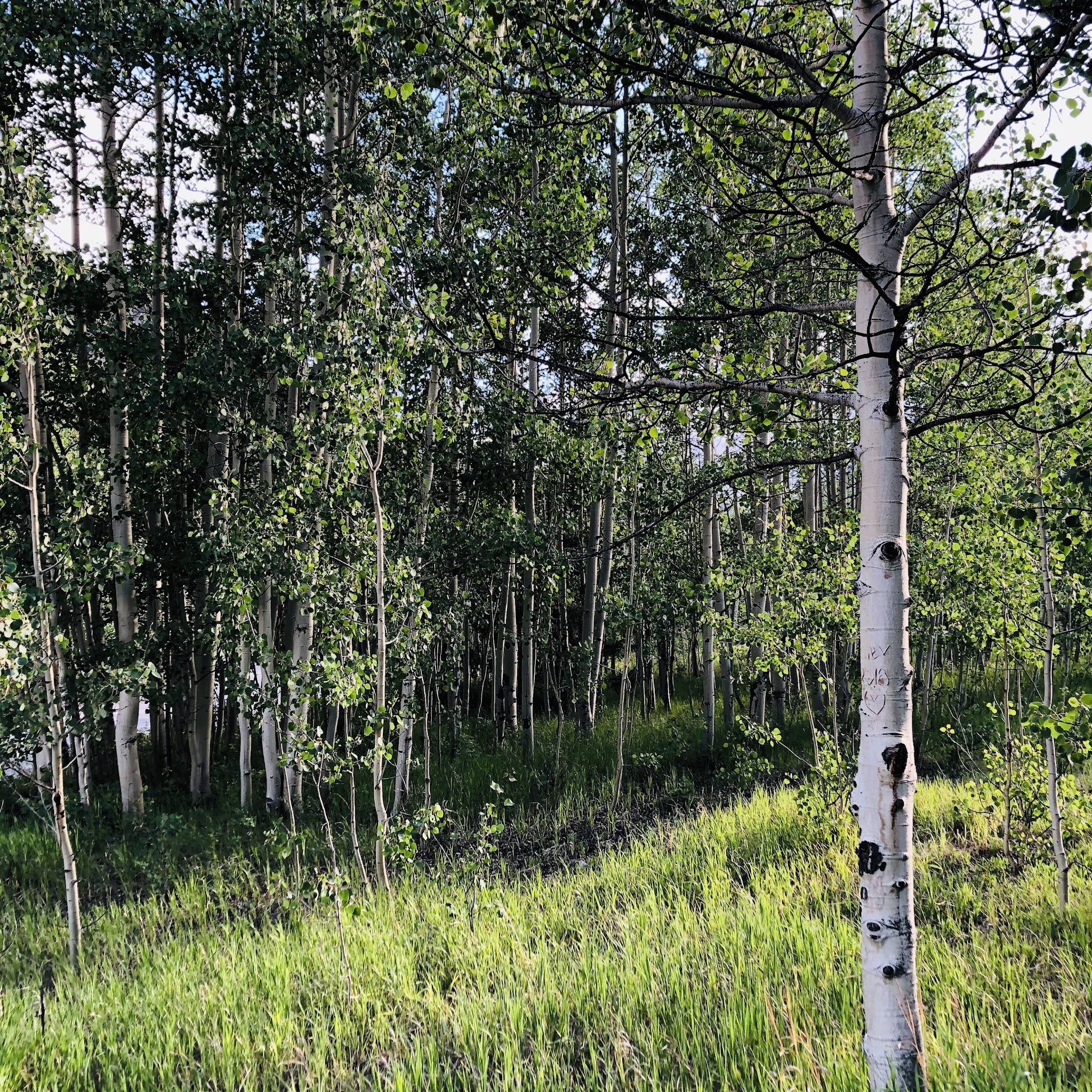 Cottonwood Lake - Psicc (Co)