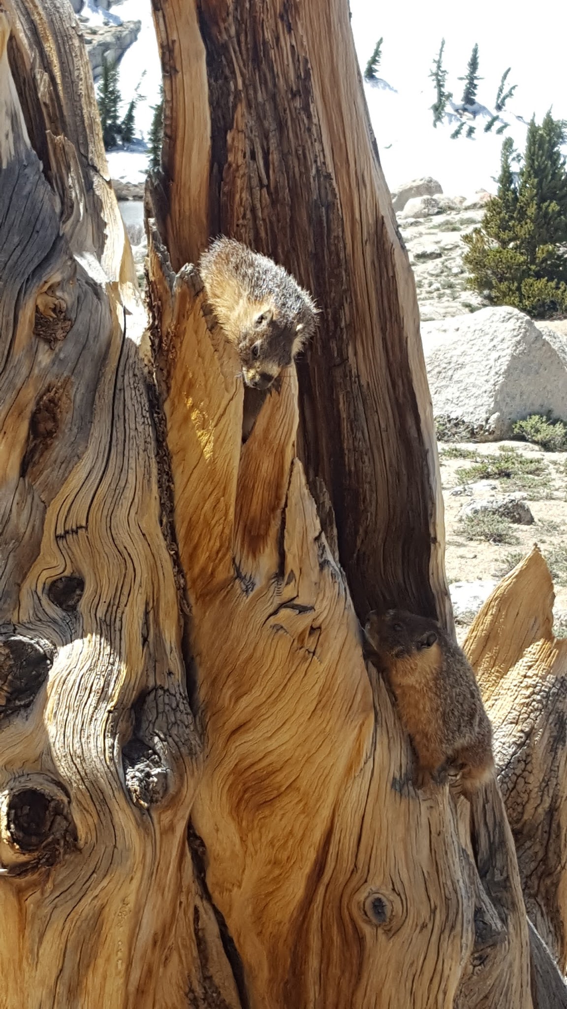 Cottonwood Lakes Walk In Campground