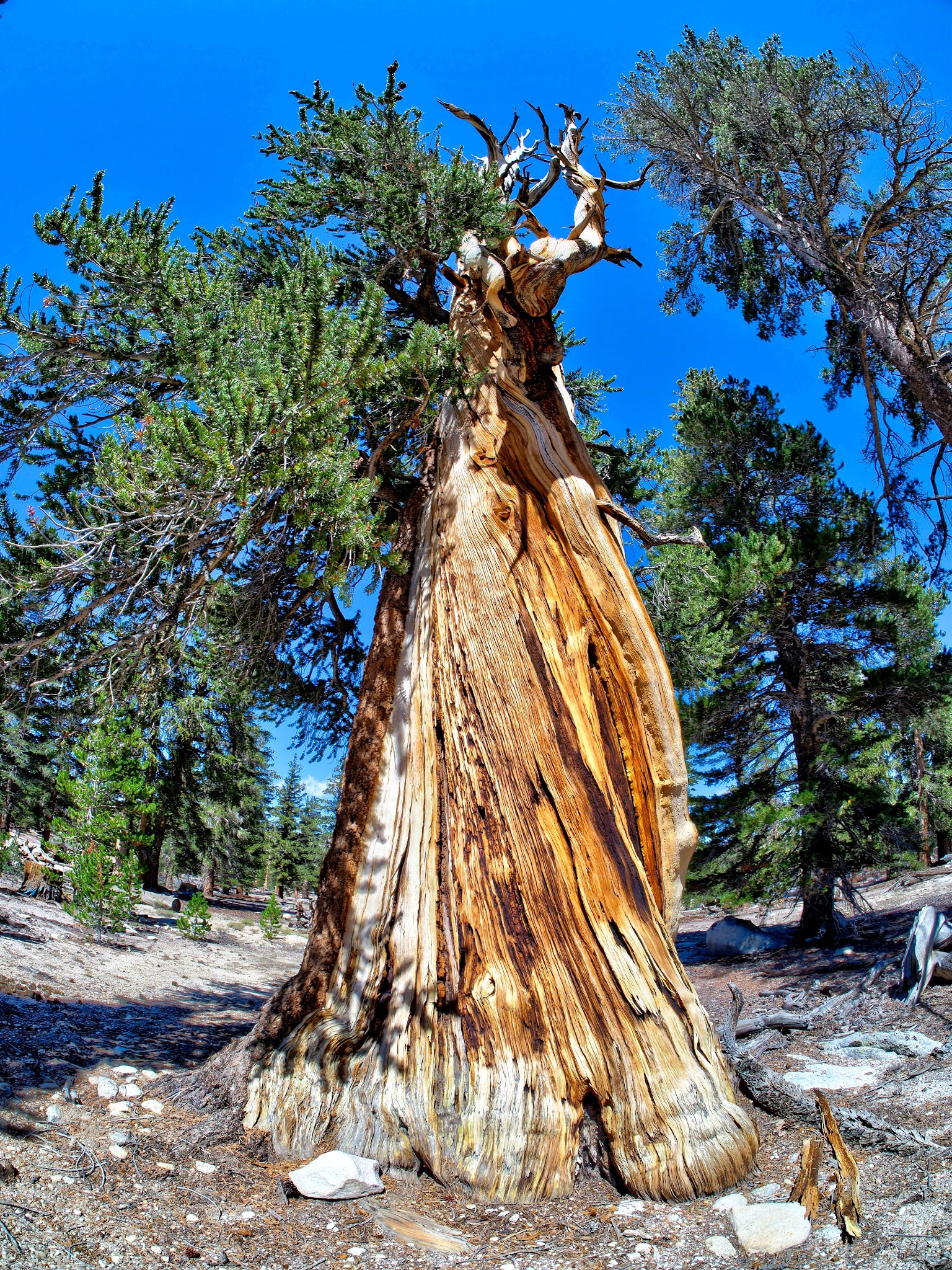Cottonwood Pass Walk In Campground