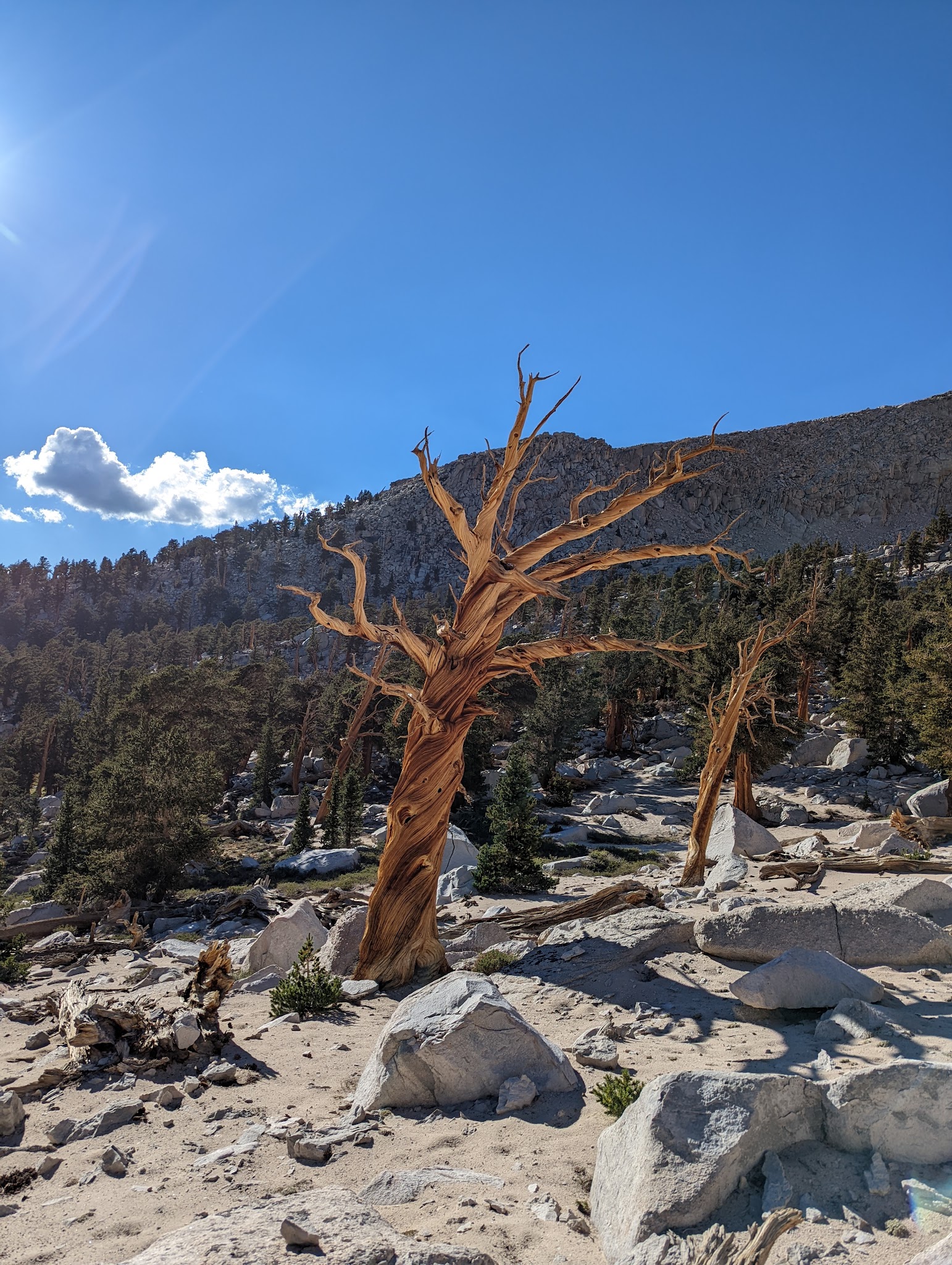 Cottonwood Pass Walk In Campground