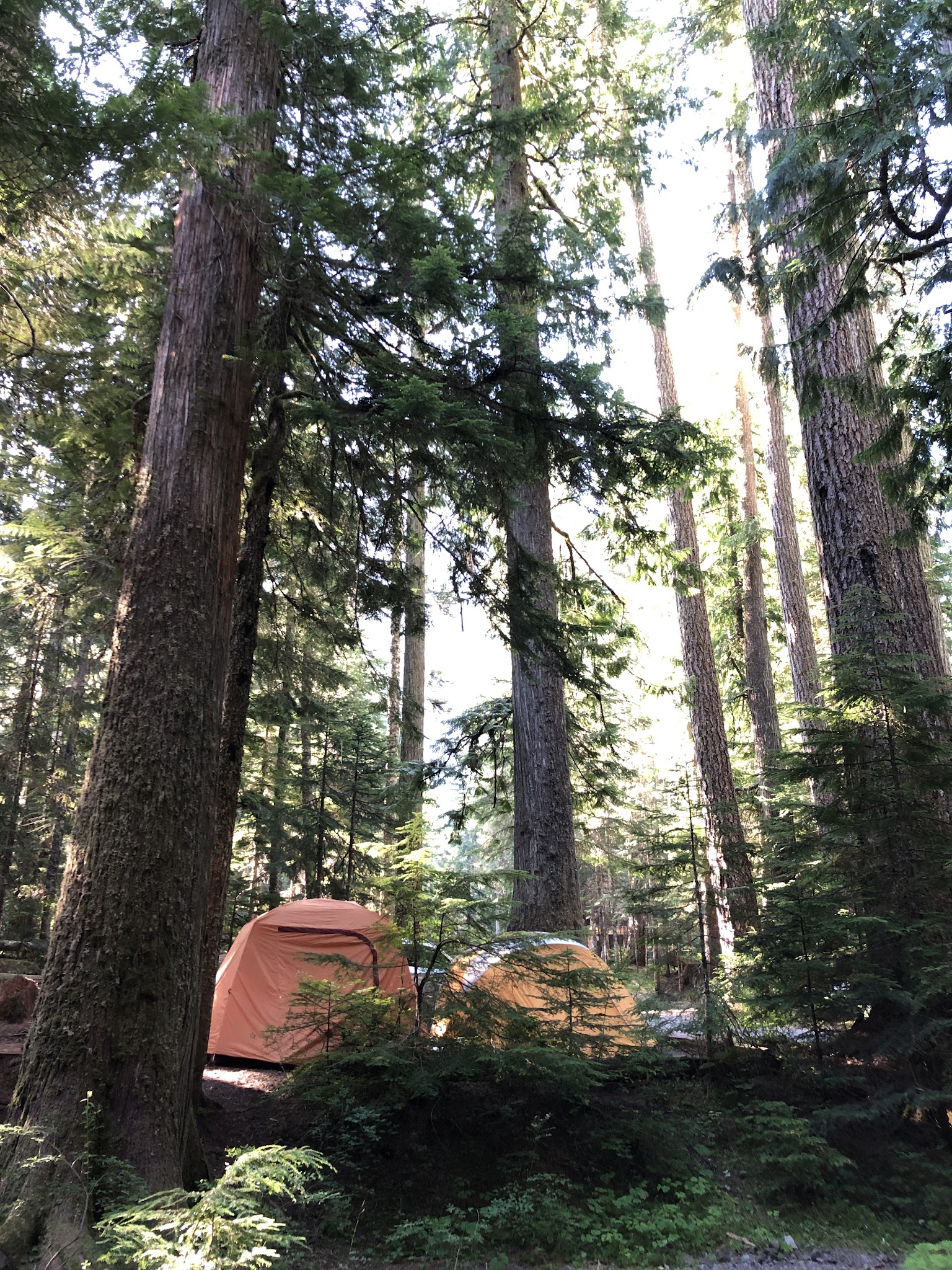 Cougar Rock Campground