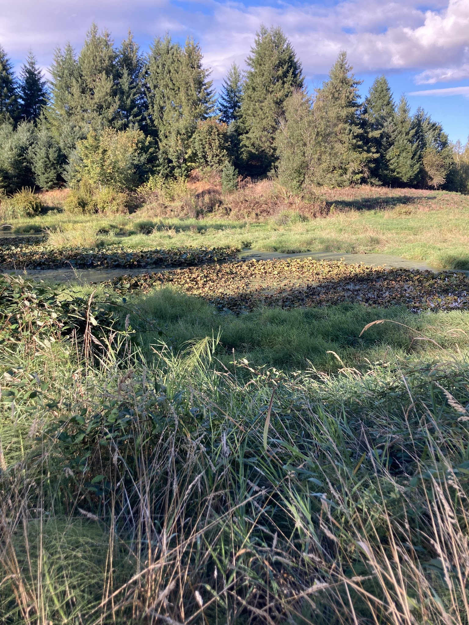 East Council Creek Natural Crup Campground