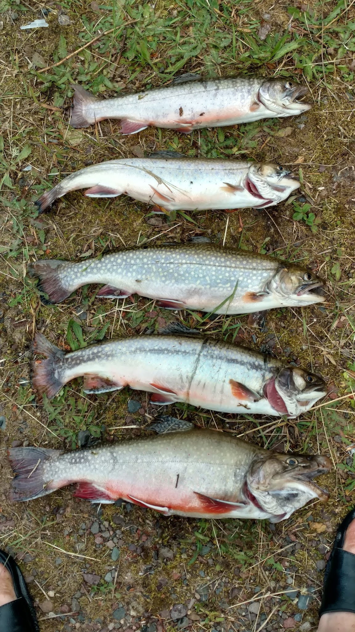 Courtney Lake Campground