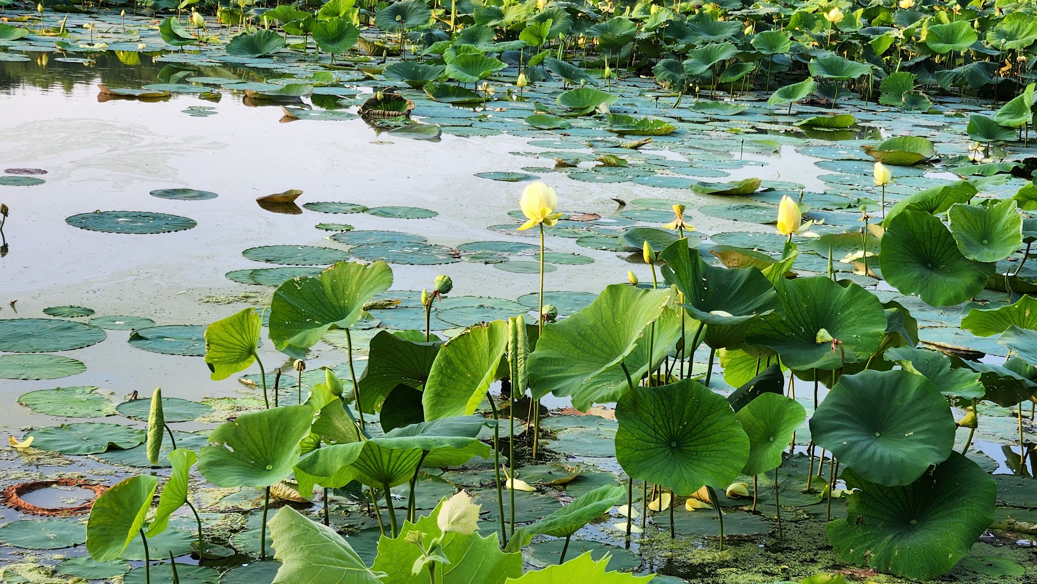 Cowan Lake State Park & Cabins Campground