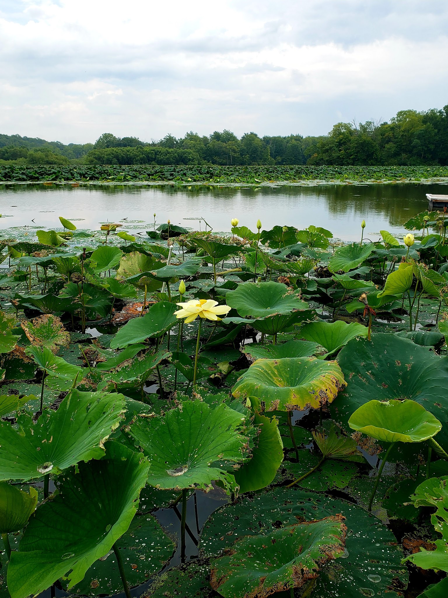Cowan Lake Campground