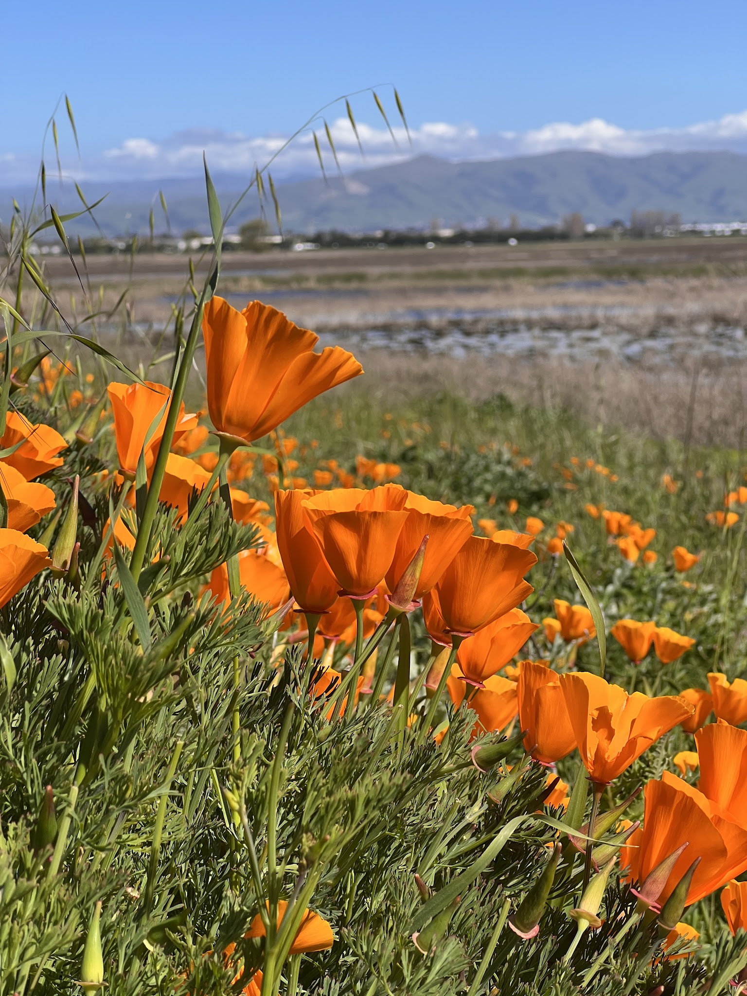 Coyote Hills Regional Park