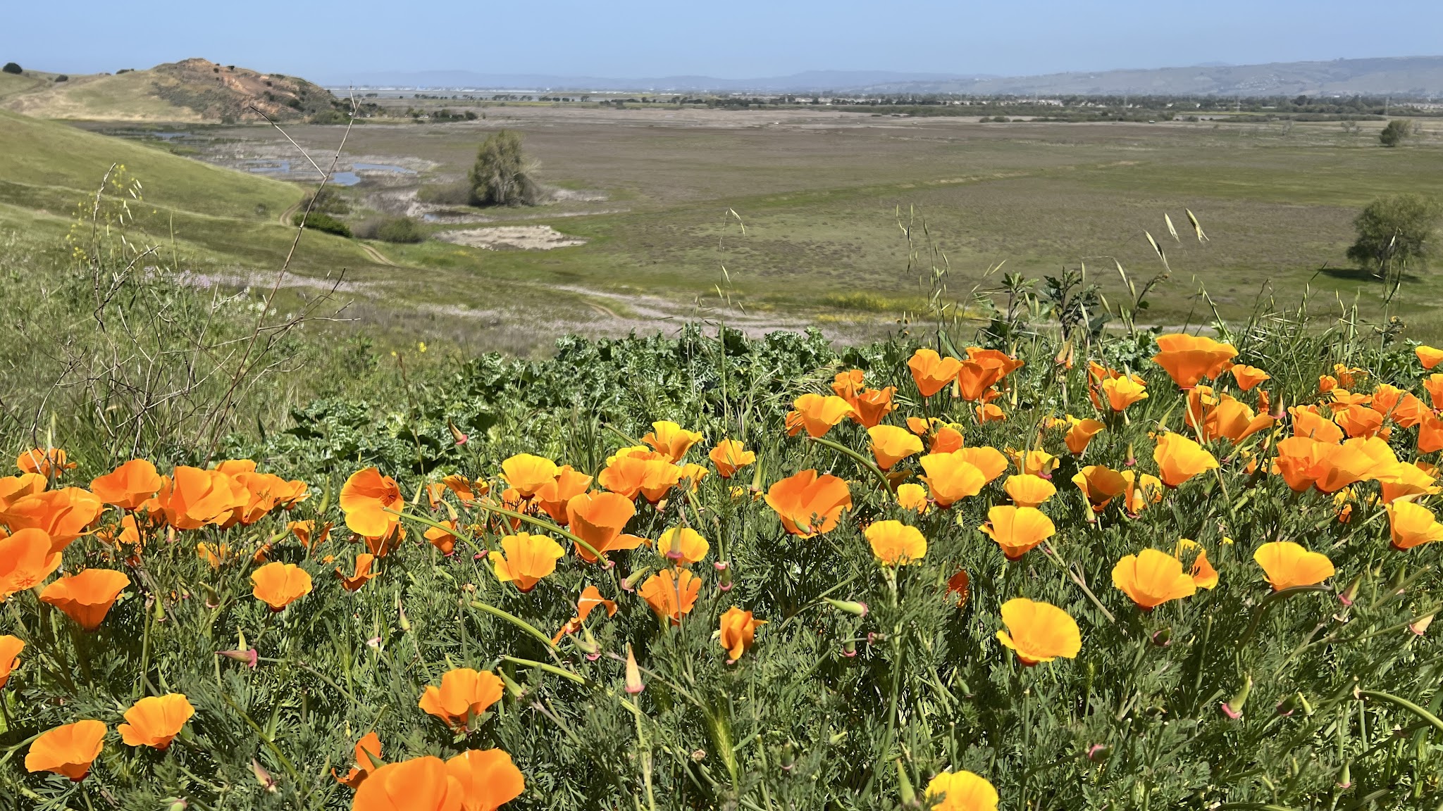 Coyote Hills Regional Park