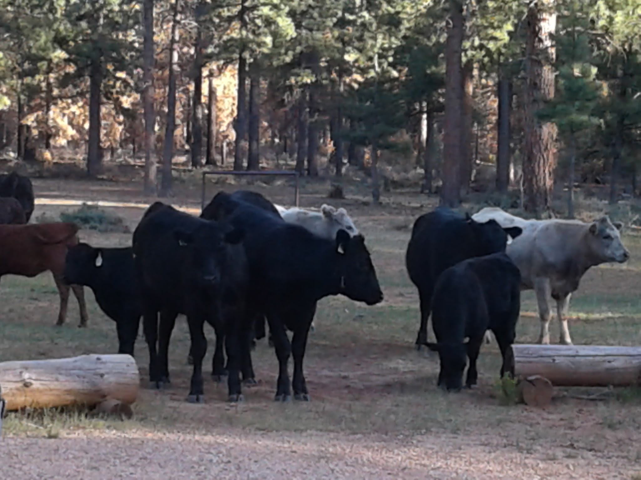 Coyote Hollow Equestrian Campground