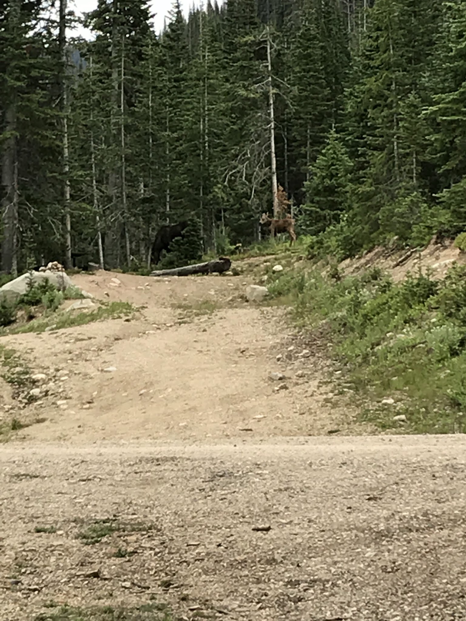 Bighorn Crags Campground