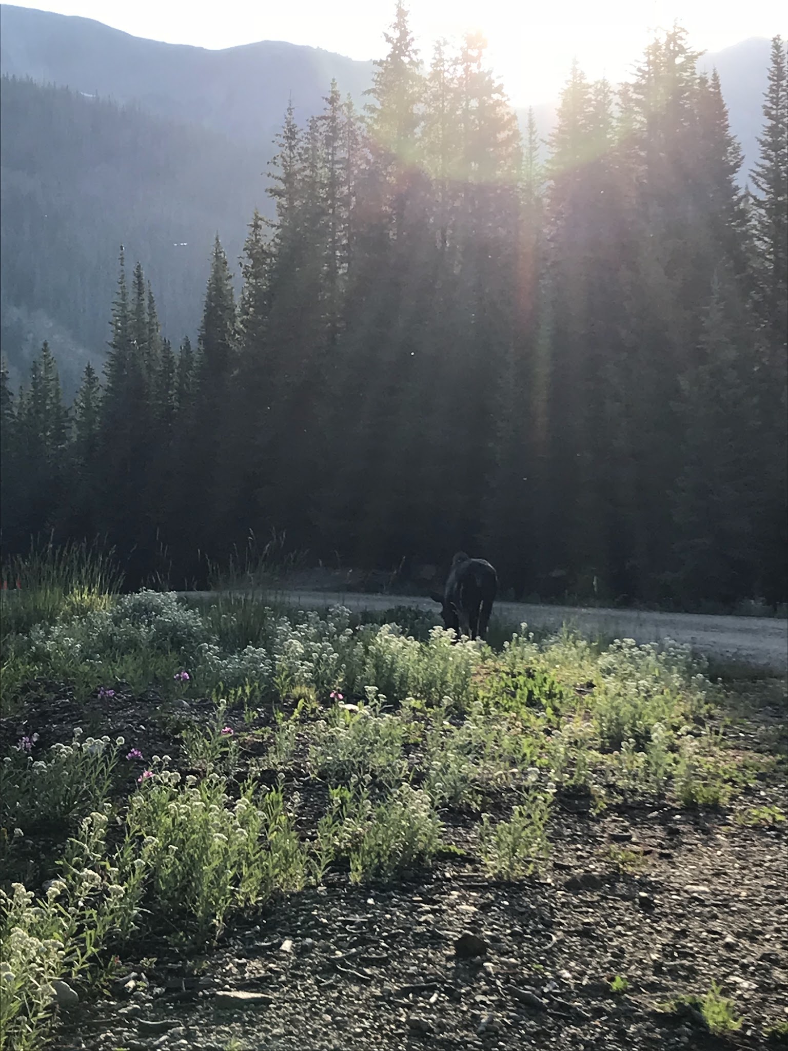 Bighorn Crags Campground